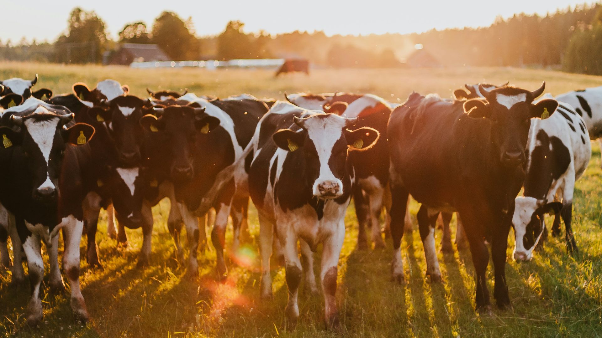 black and white cow on green grass field during daytime