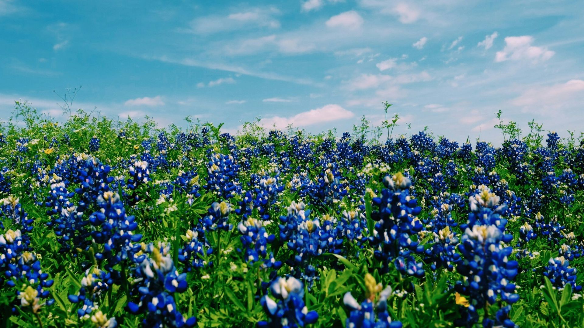 blue petaled flowers under white clouds photo