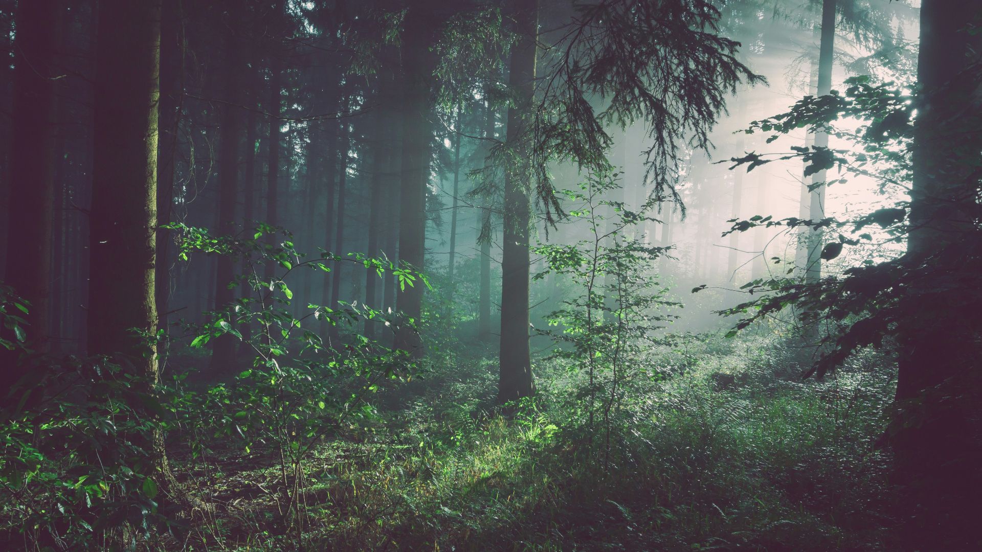 trees on forest with sun rays