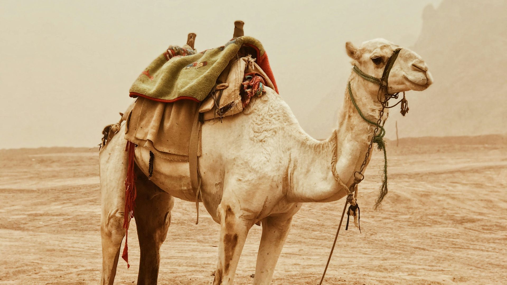 camel standing on desert
