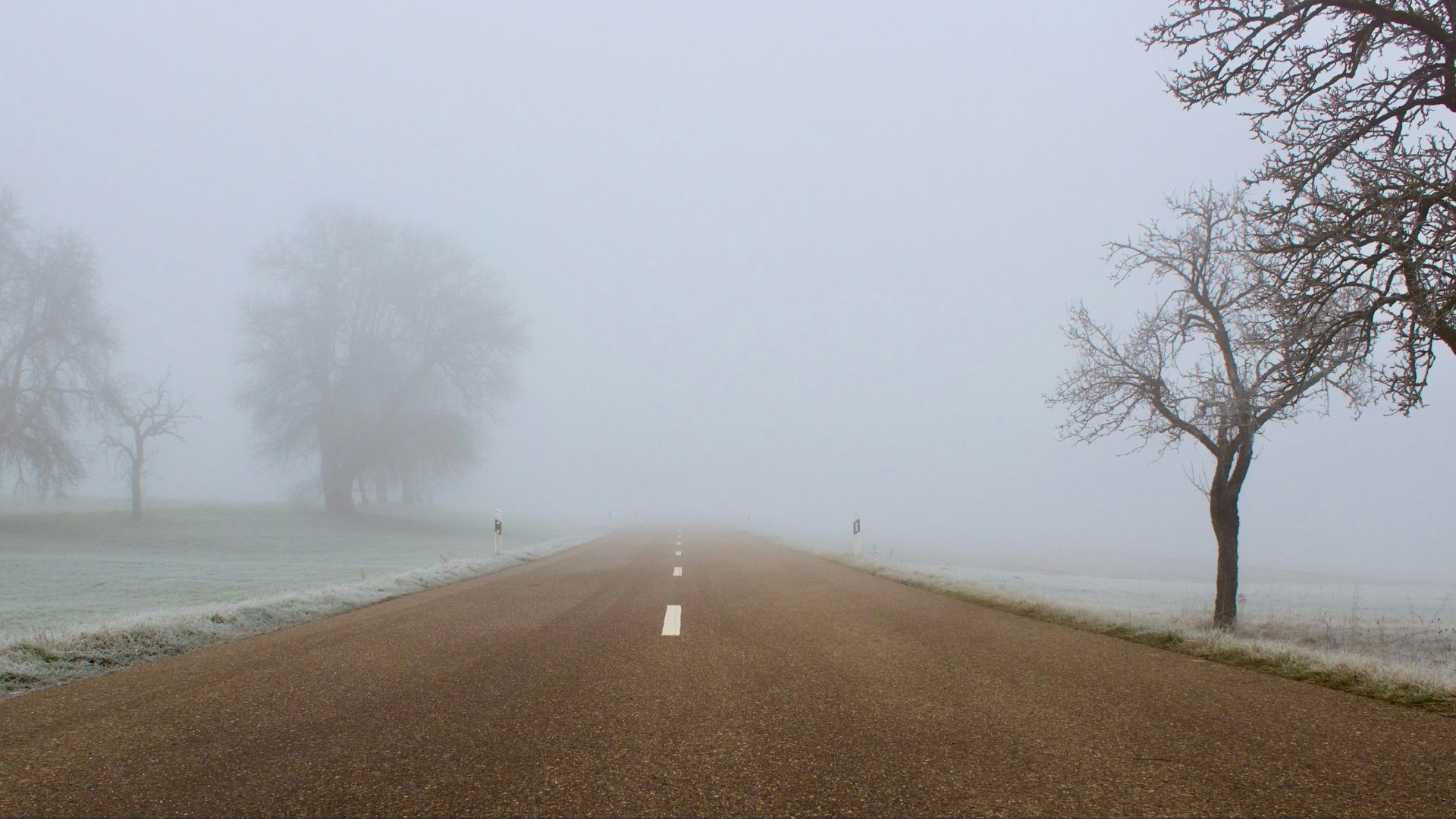A foggy road with bare trees on the sides.