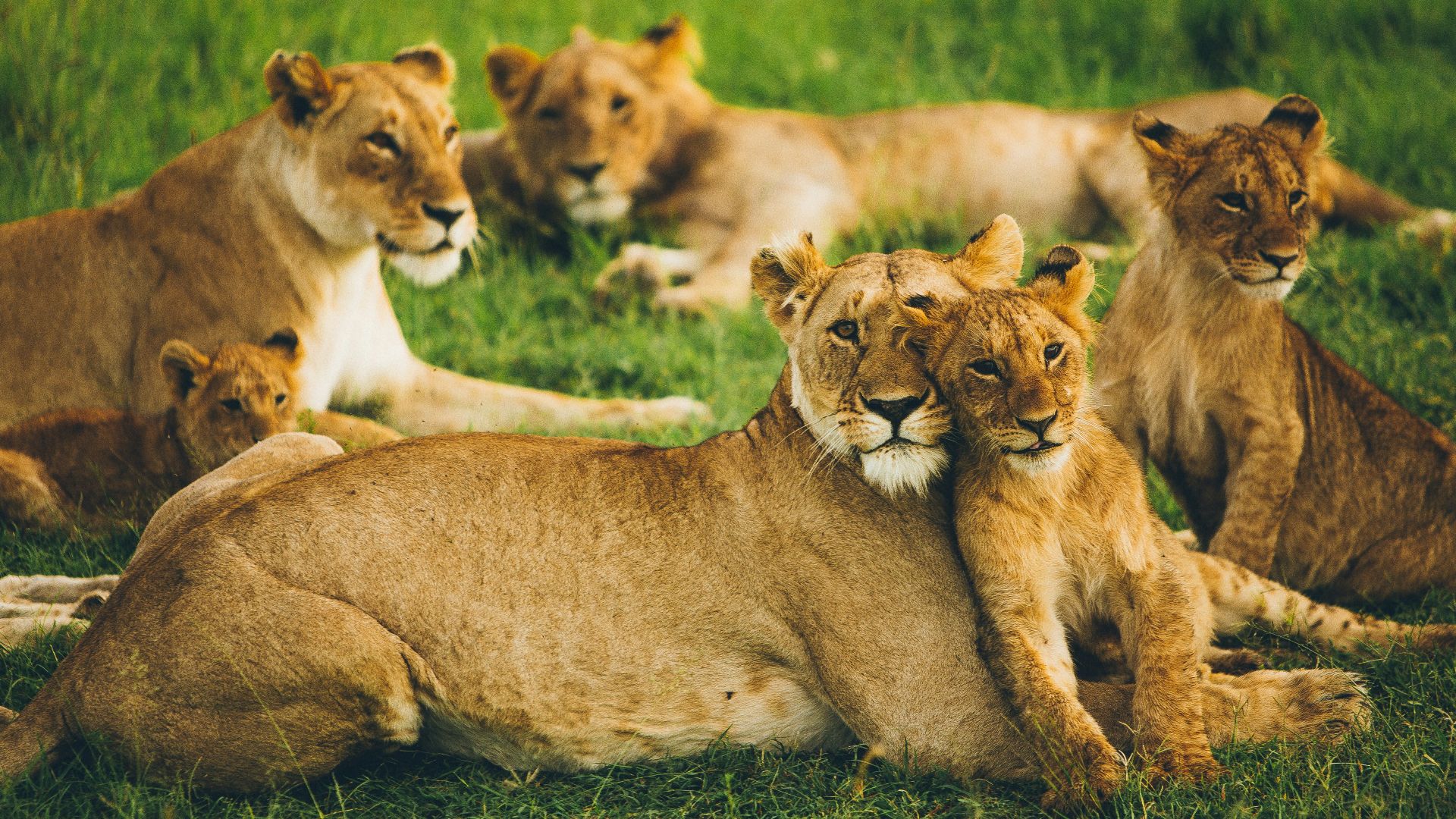 pride of lion on field