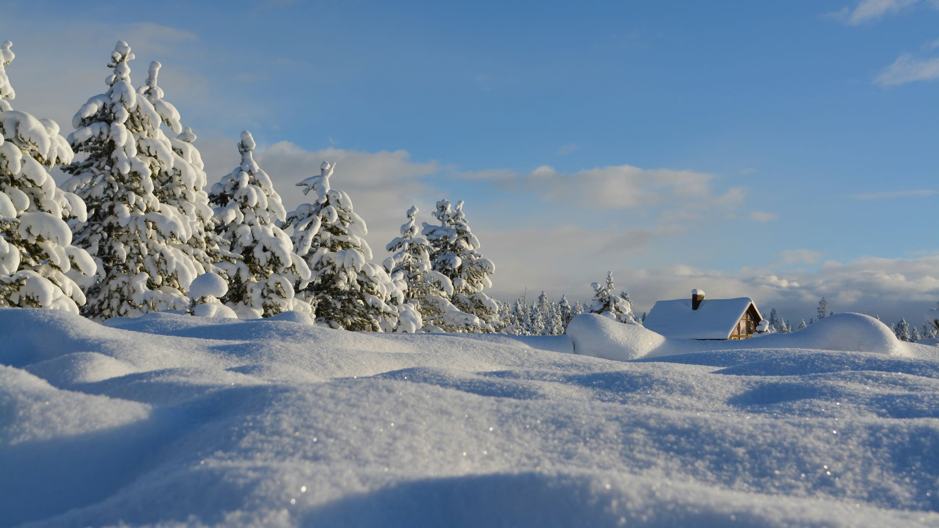 snow-covered trees under blue cloudy sky