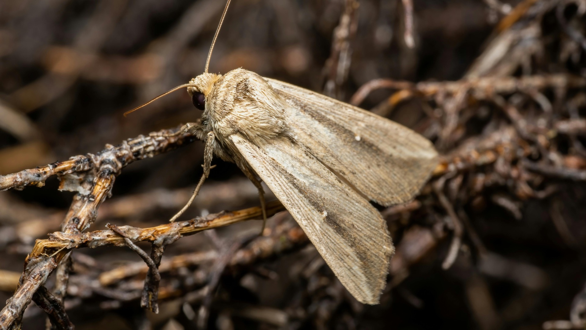 Rafael Minguet Delgado