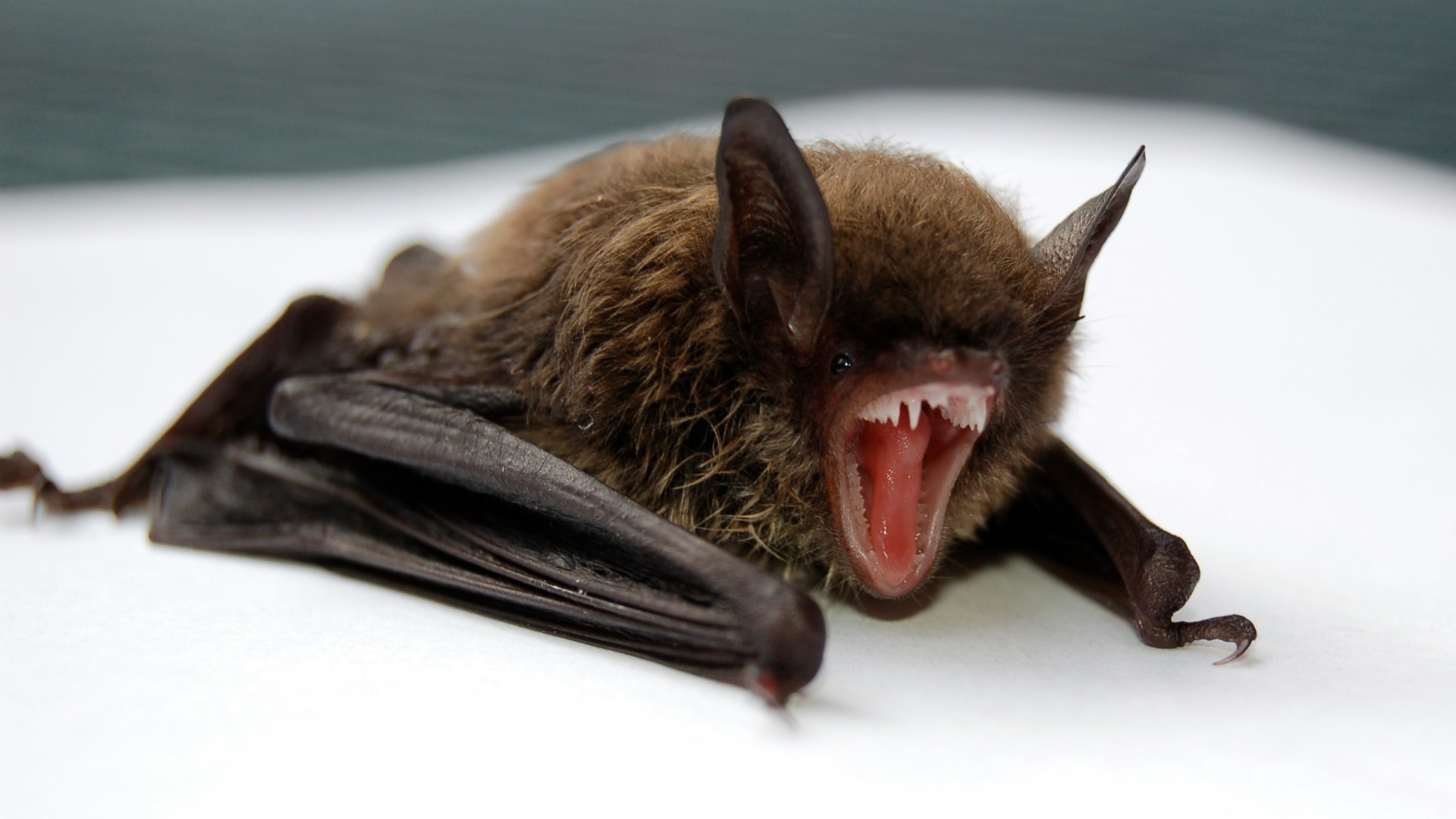 brown and black bat opening mouth