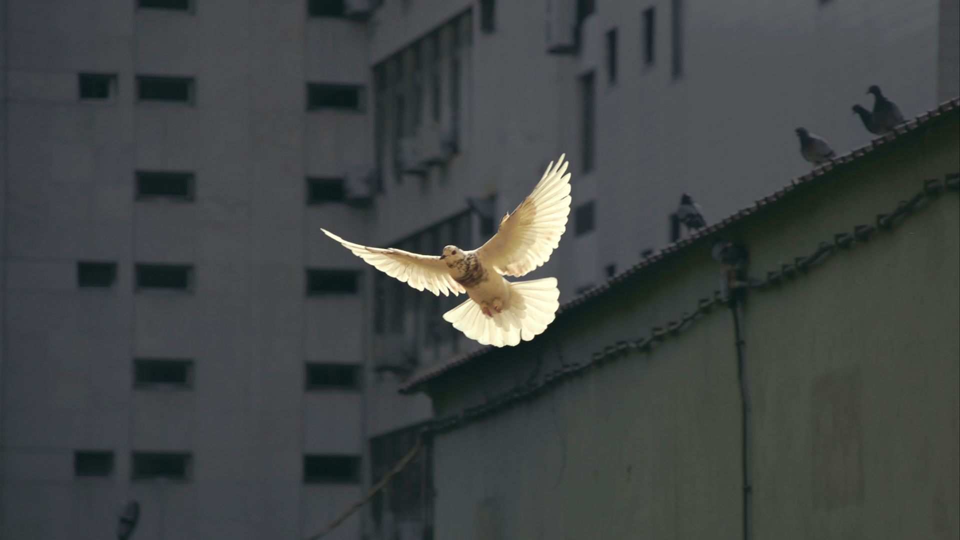 in flight dove