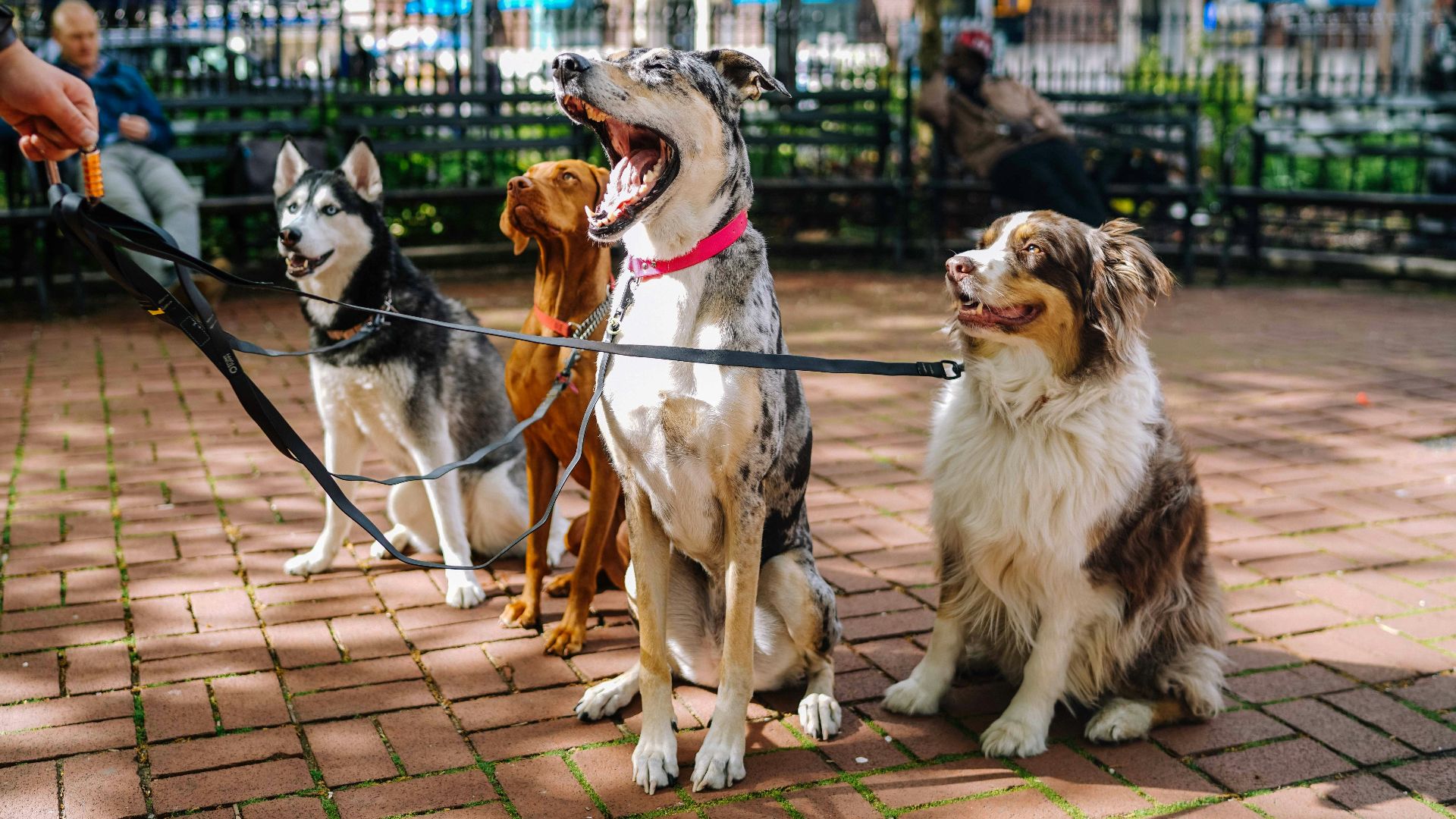 four dogs on park