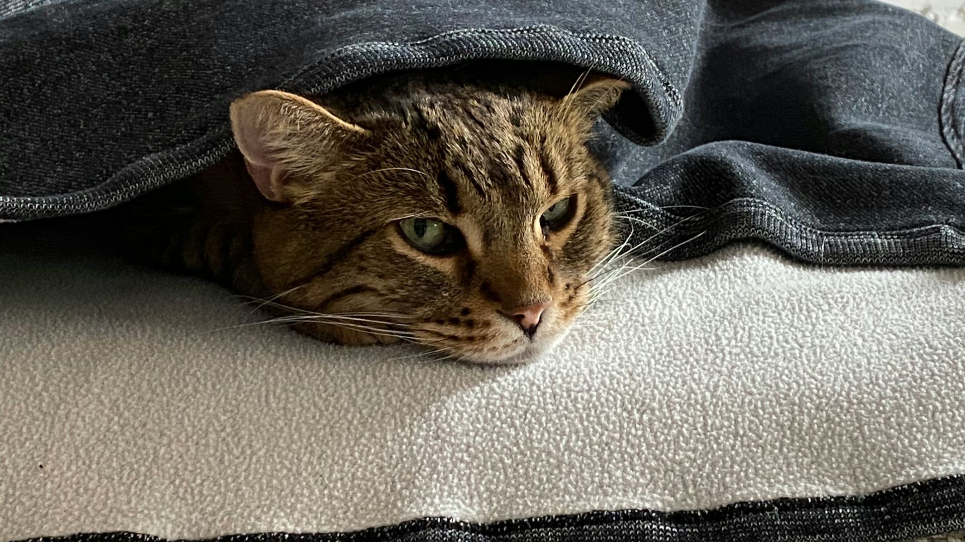 brown tabby cat on gray textile