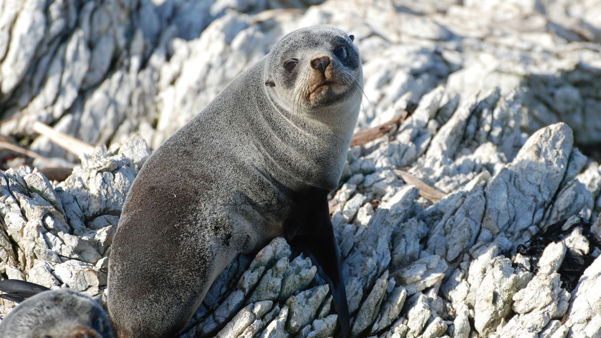 a couple of sea lions sitting on top of a rocky beach