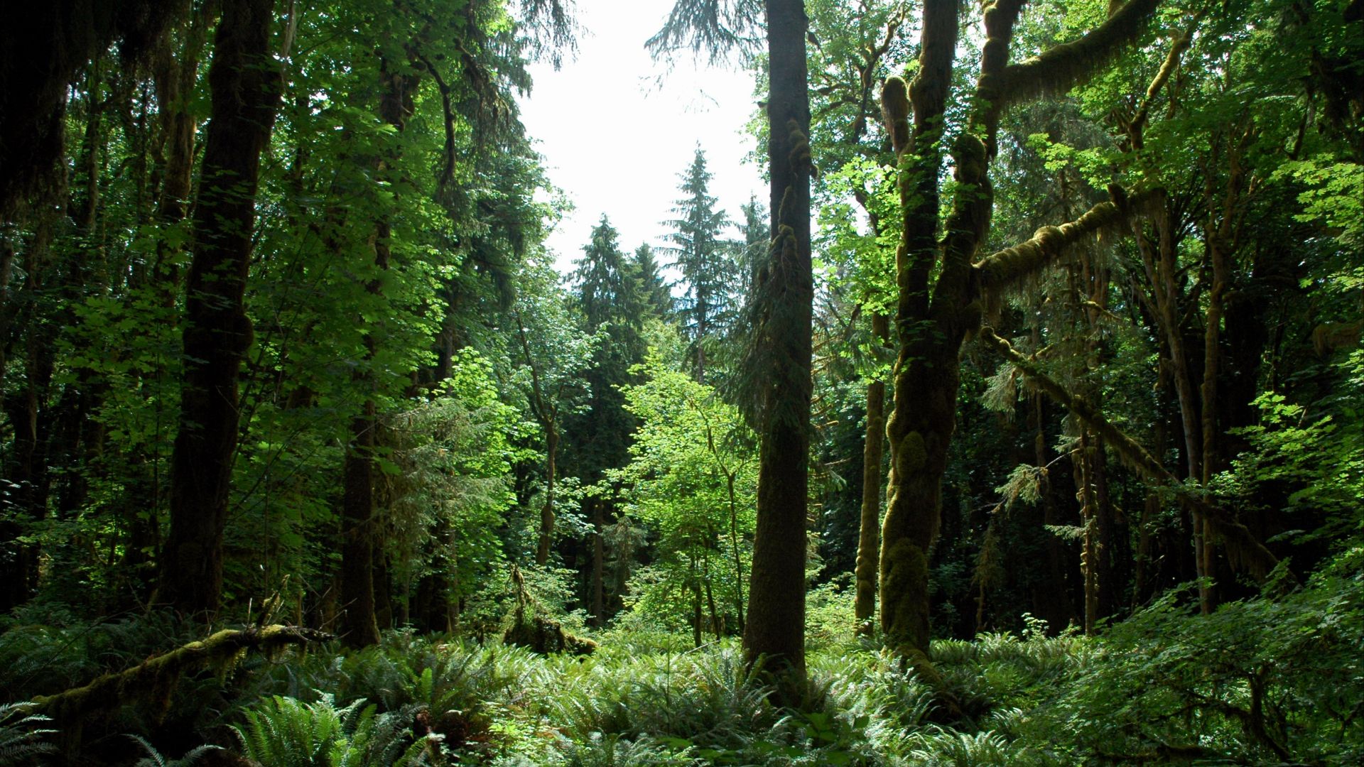 File:Maple Glade rainforest, Olympic National Park, 2011 (2).jpg