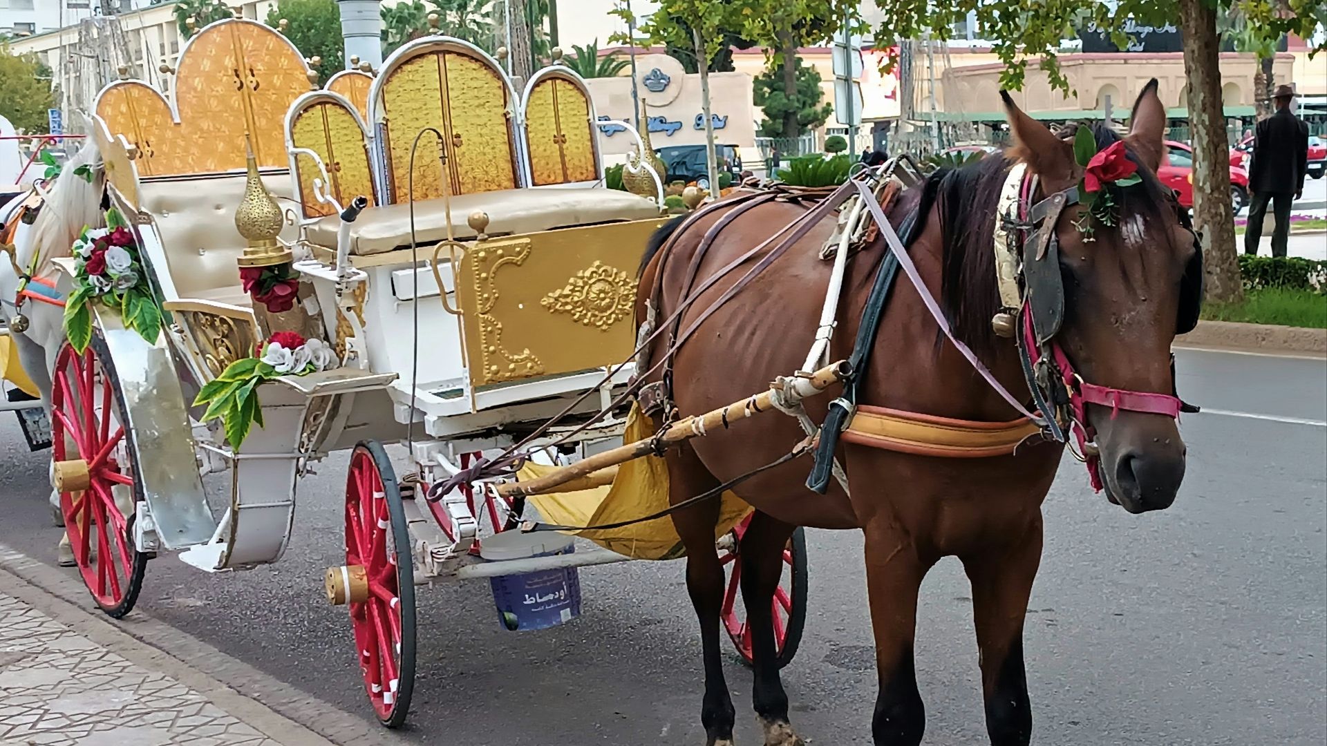 a horse pulling a carriage down a street