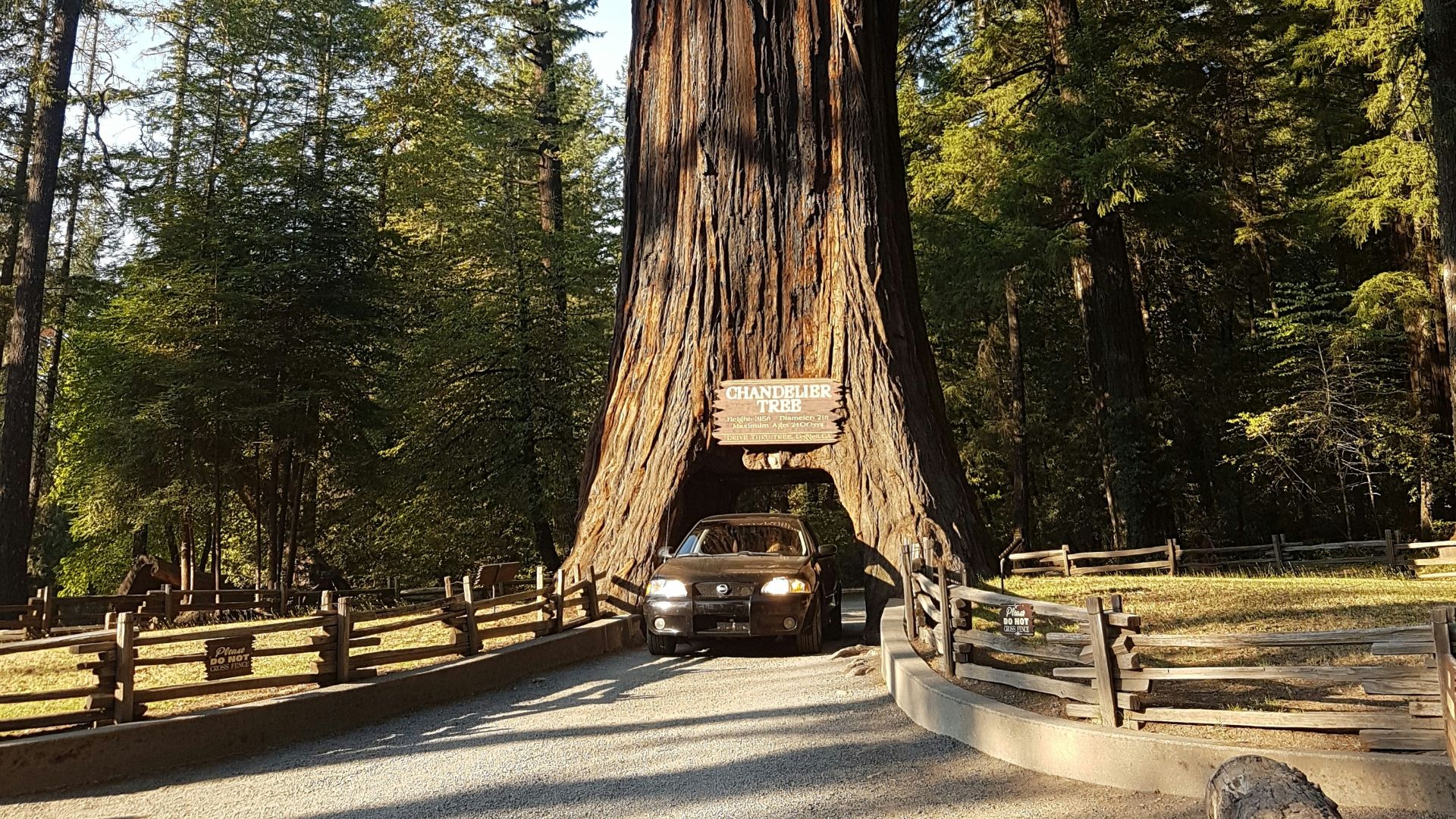 gray concrete road in between green trees during daytime