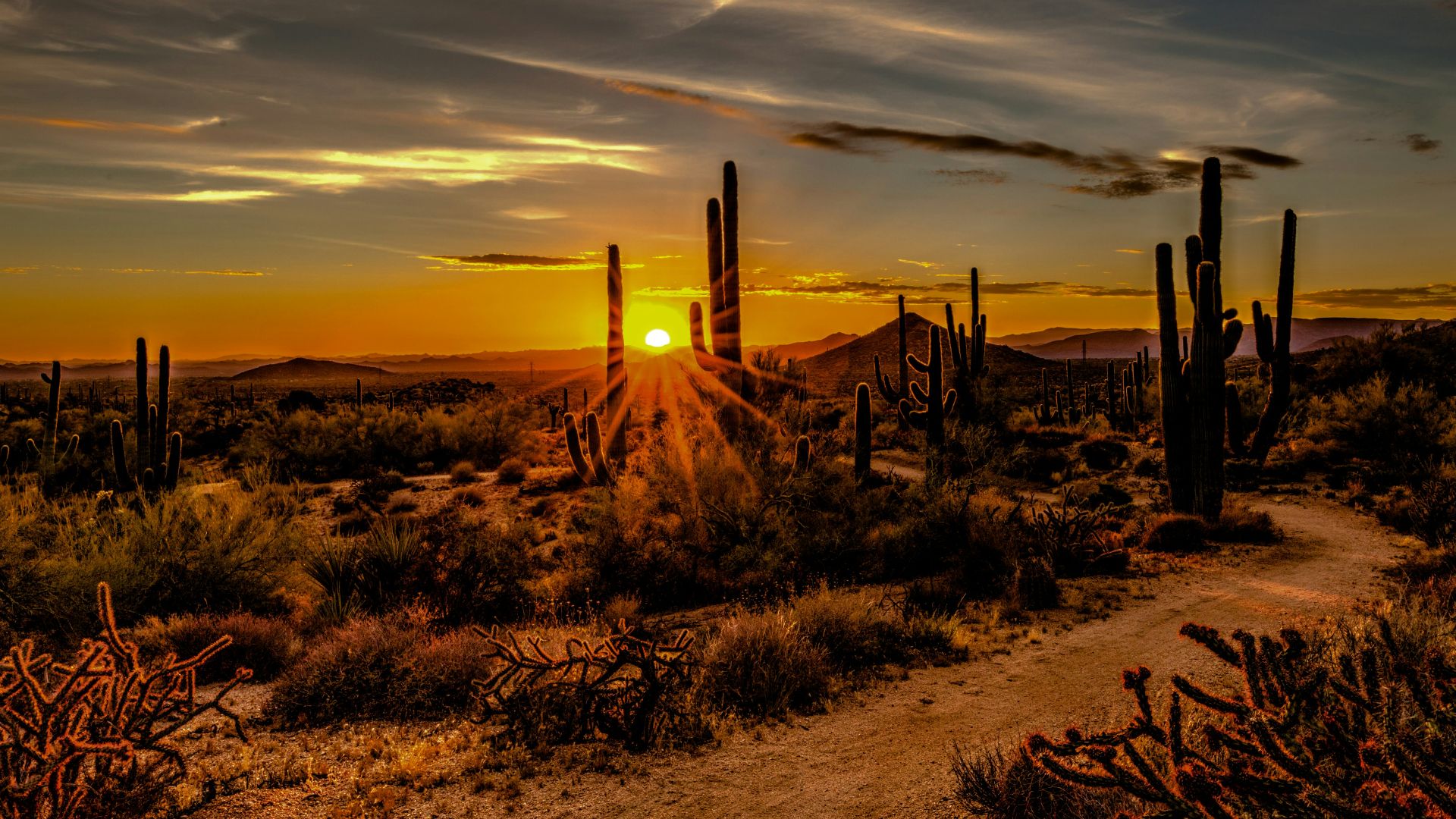brown and green grass