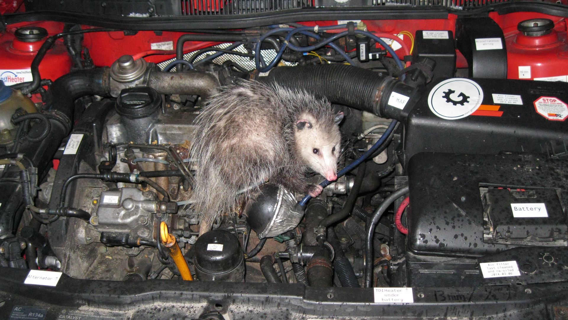 File:Opossum discovered in engine compartment, March 2015.JPG