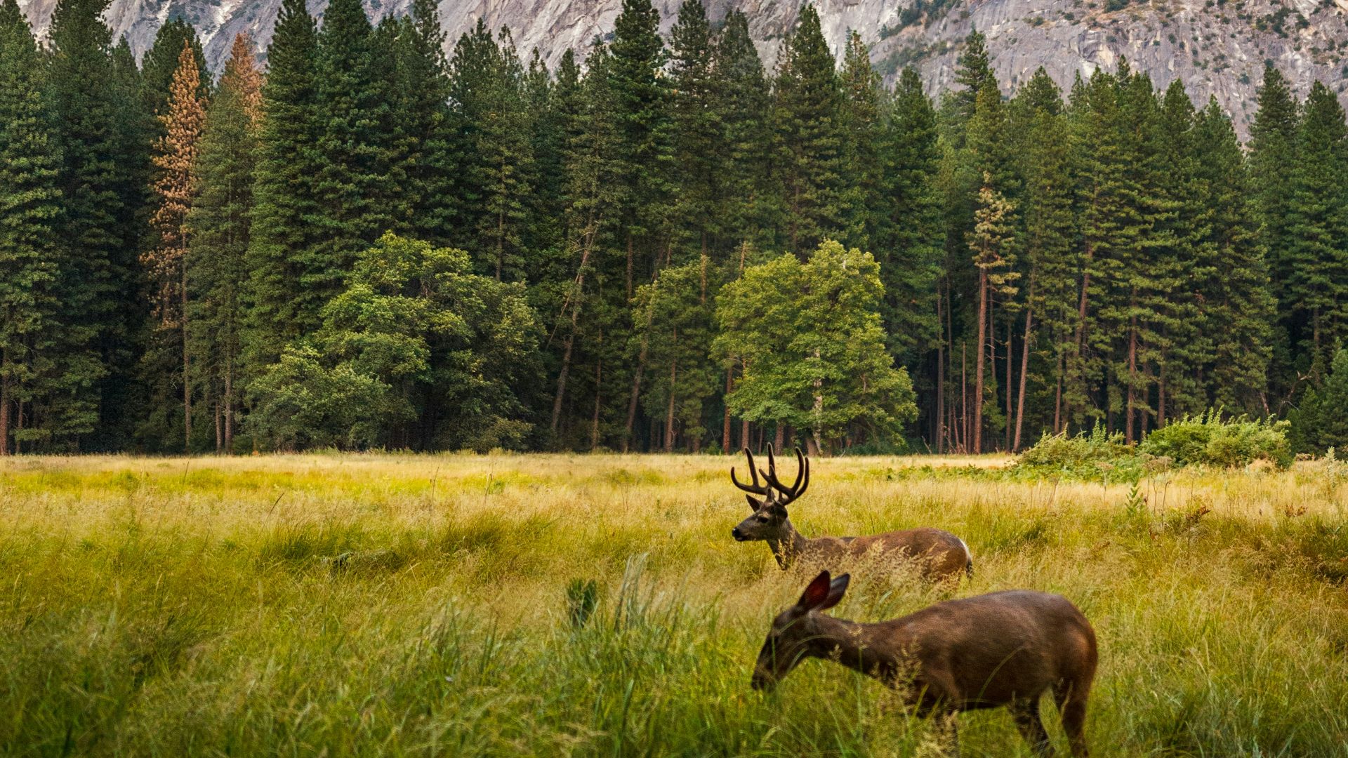 two brown deer beside trees and mountain