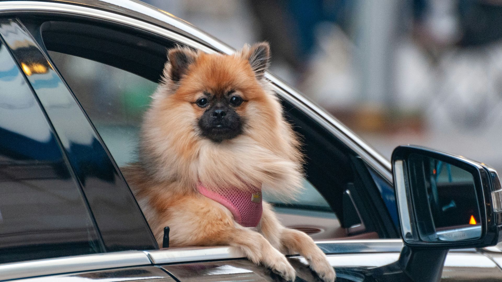 a small brown dog sticking its head out of a car window