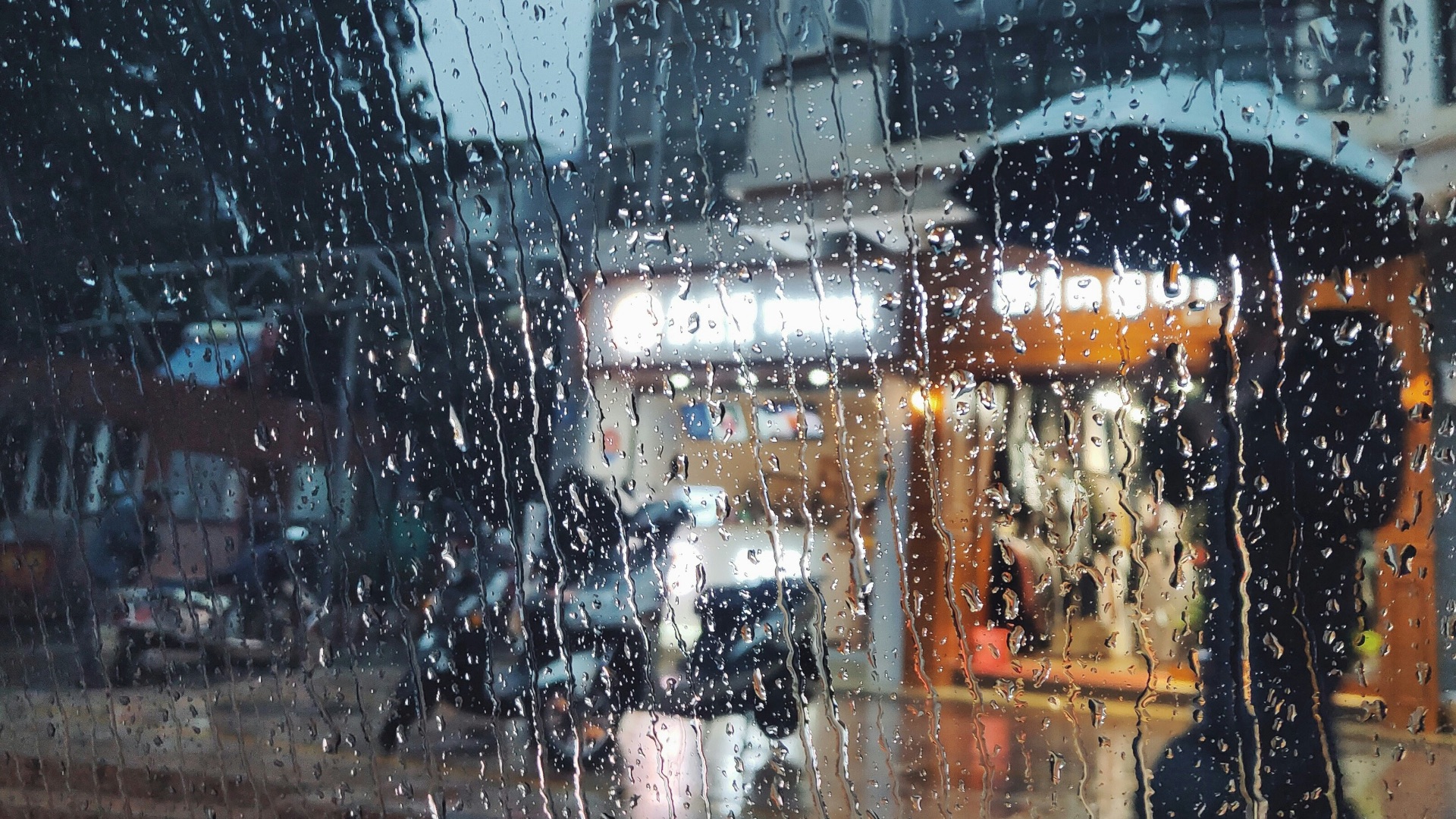 people holding umbrella