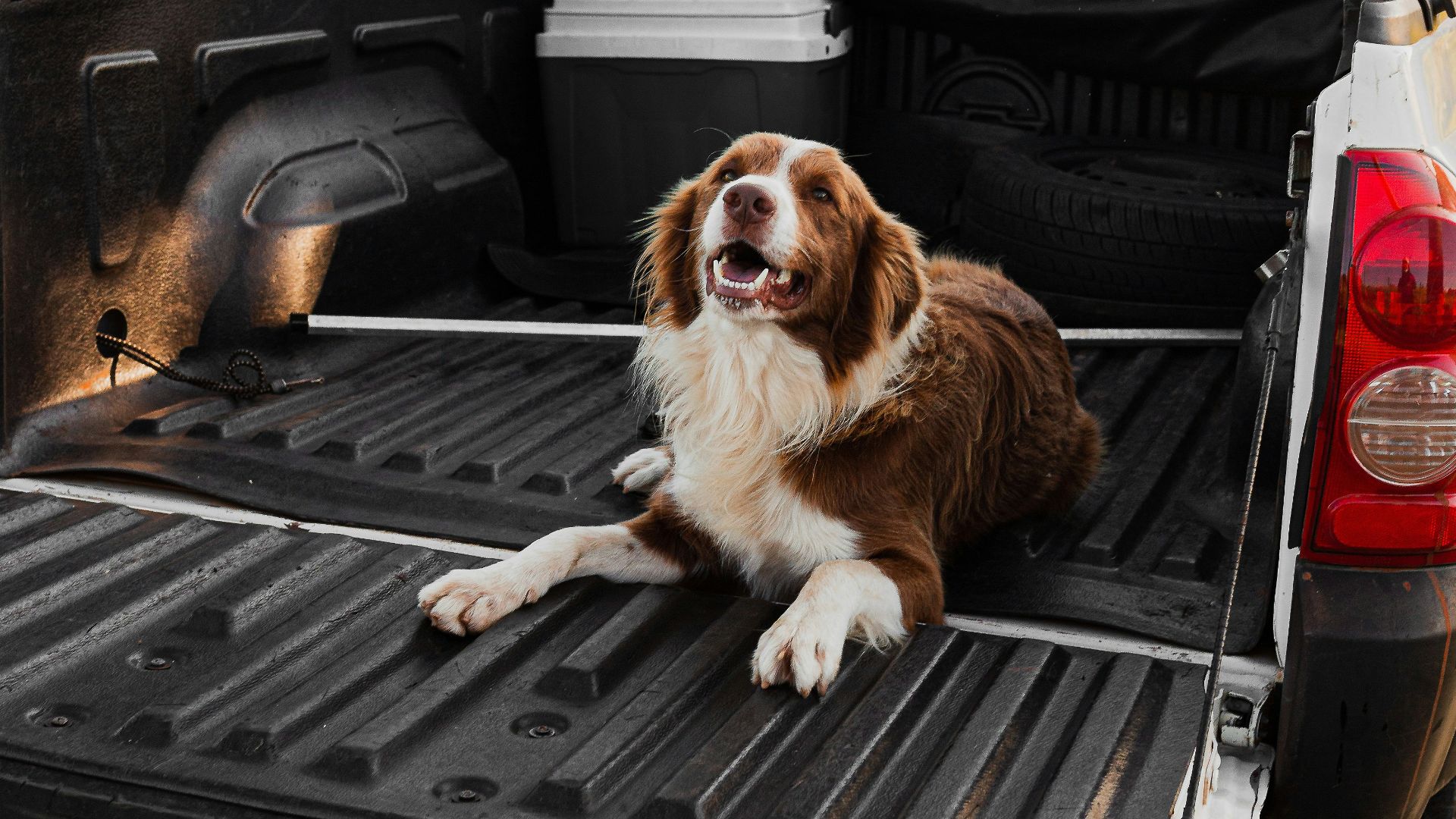 brown and white long coated dog sitting on black car
