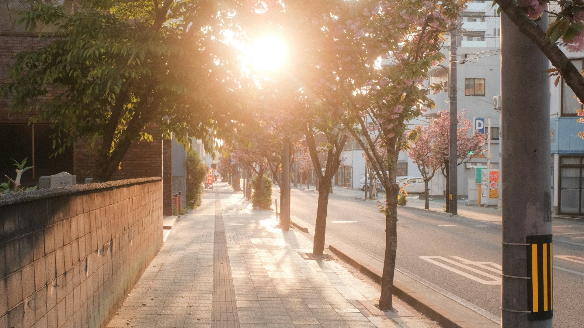 gray concrete road between trees during daytime
