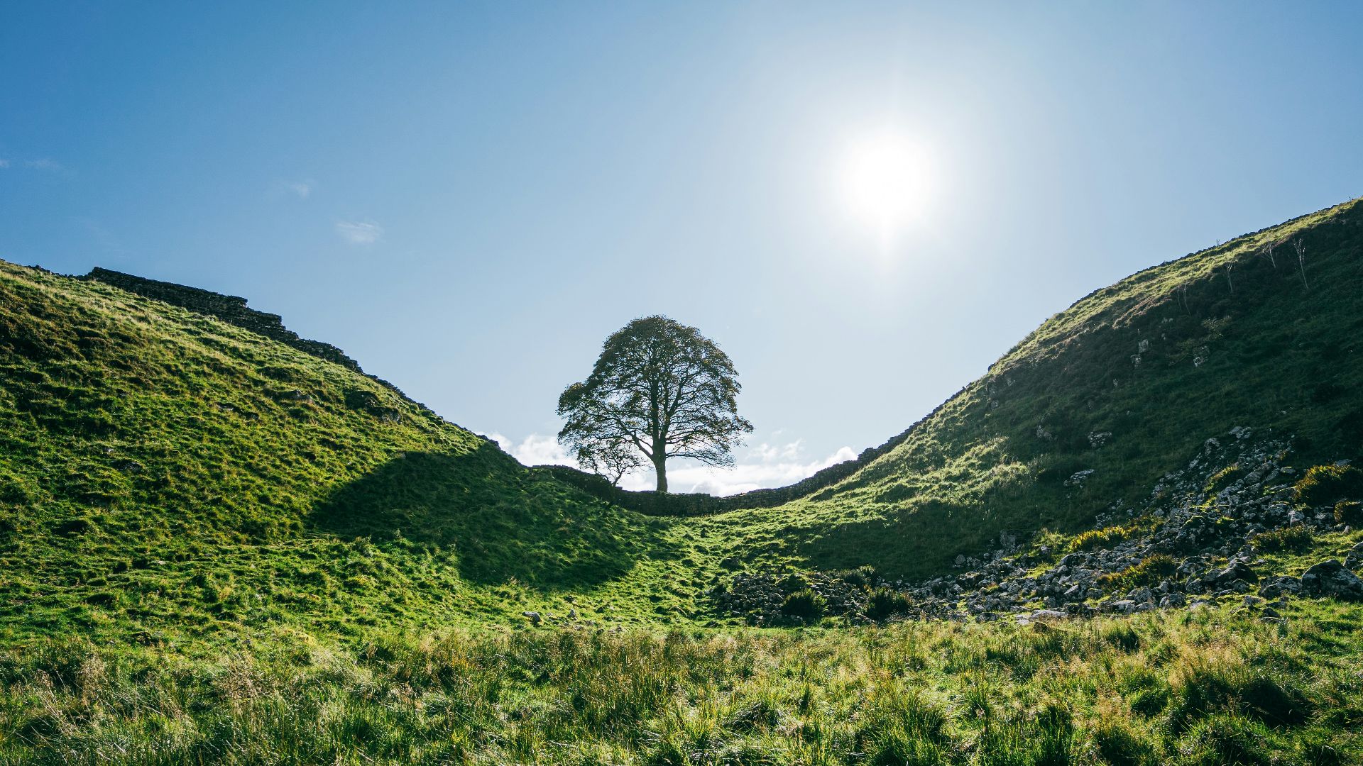 a lone tree in the middle of a grassy field