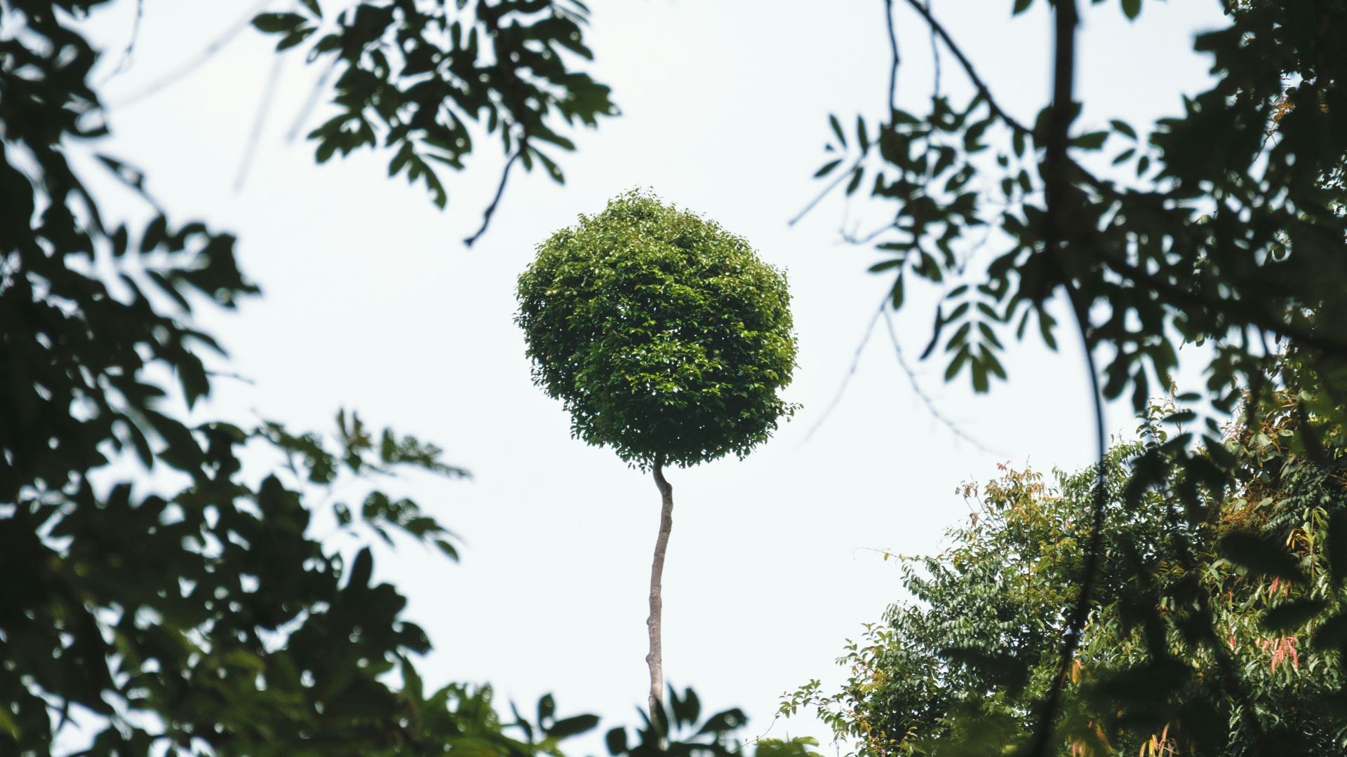 a tree with a round top in the middle of a forest