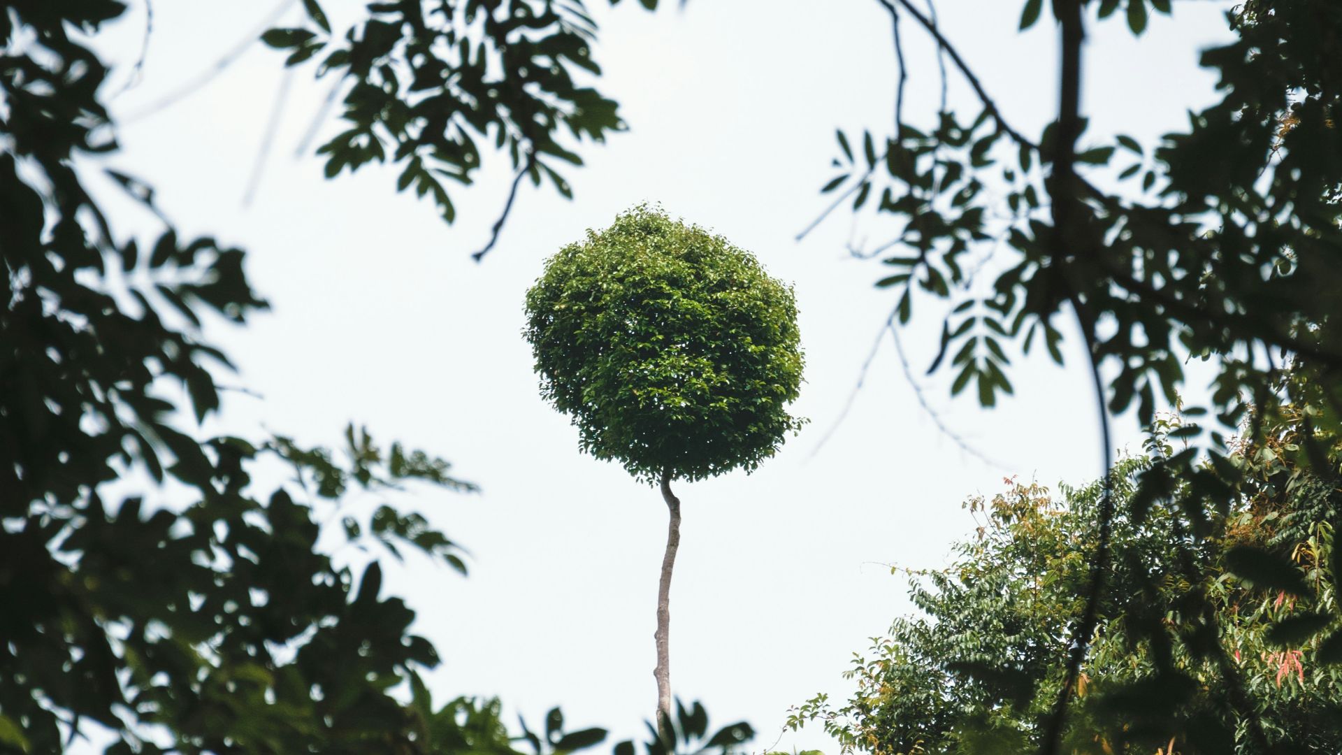 a tree with a round top in the middle of a forest