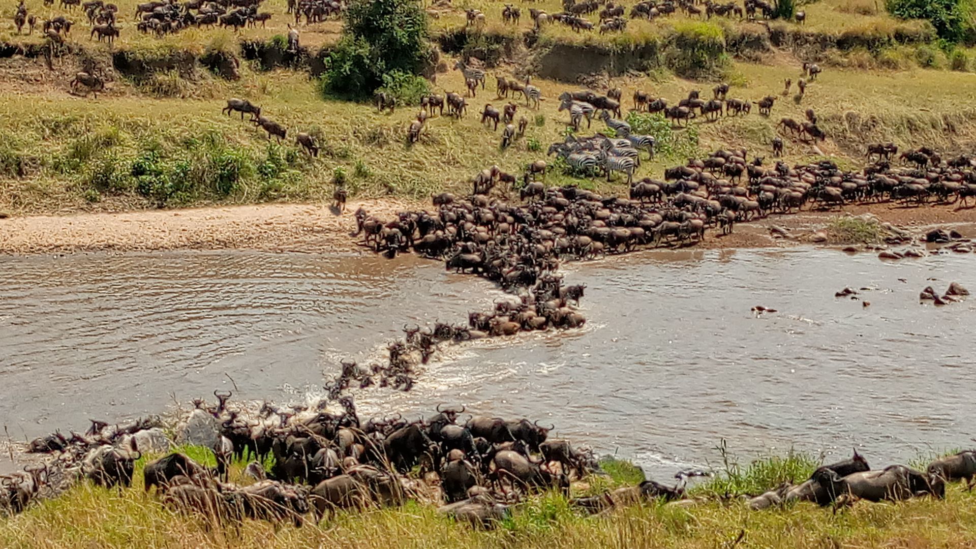 File:Great Migration in Mara River, Serengeti by Tanzania GET Safaris.jpg