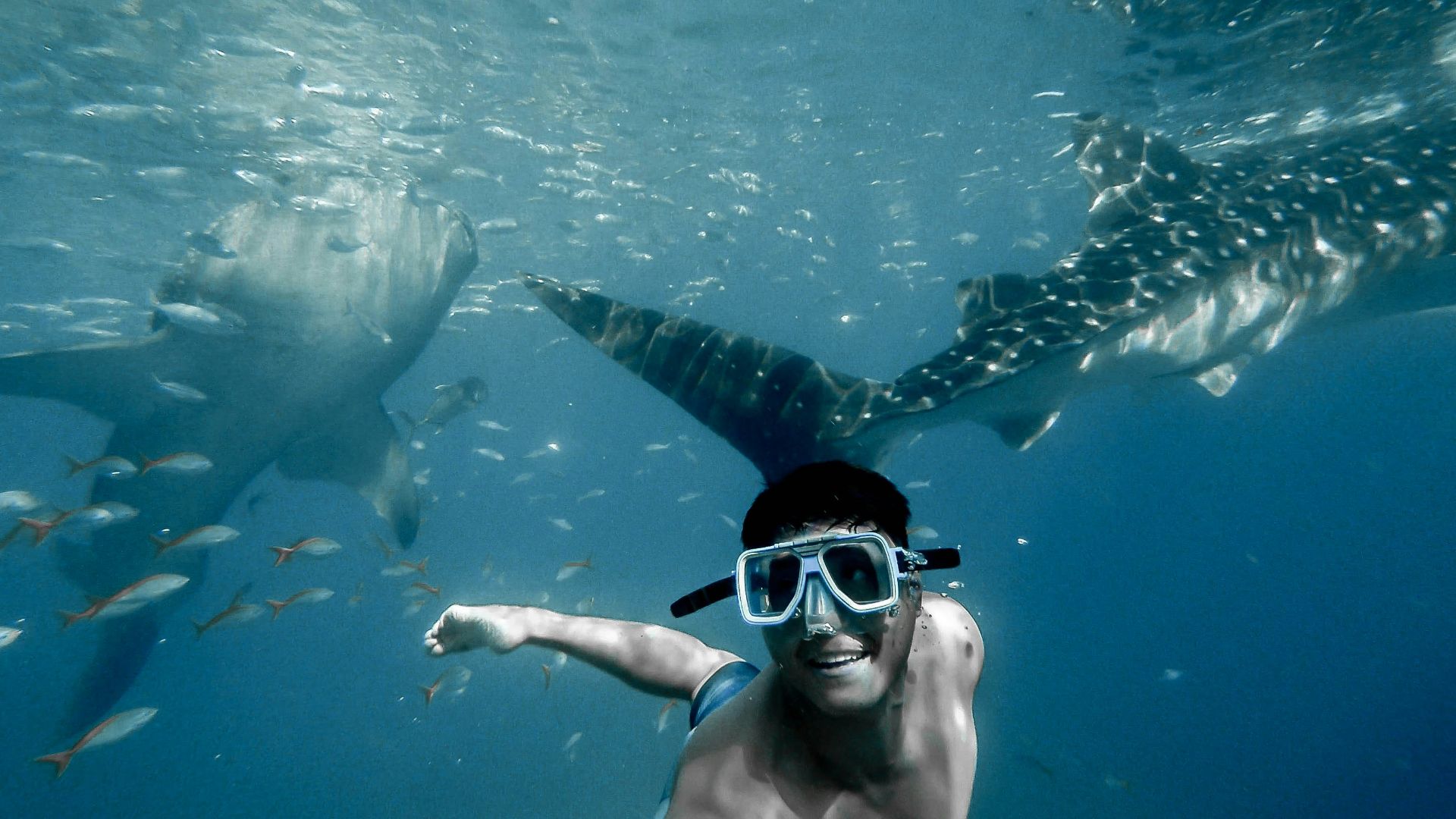 man swimming with whales