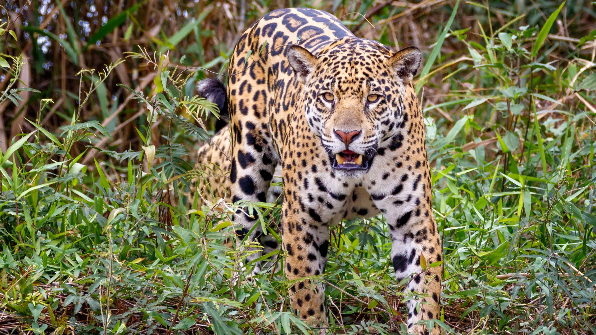 File:Jaguar in the Pantanal.jpg