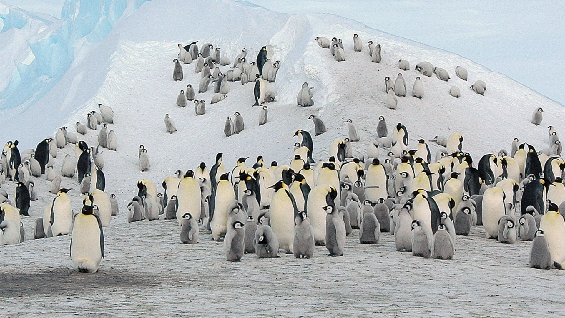 File:2007 Snow-Hill-Island Luyten-De-Hauwere-Emperor-Penguin-63.jpg