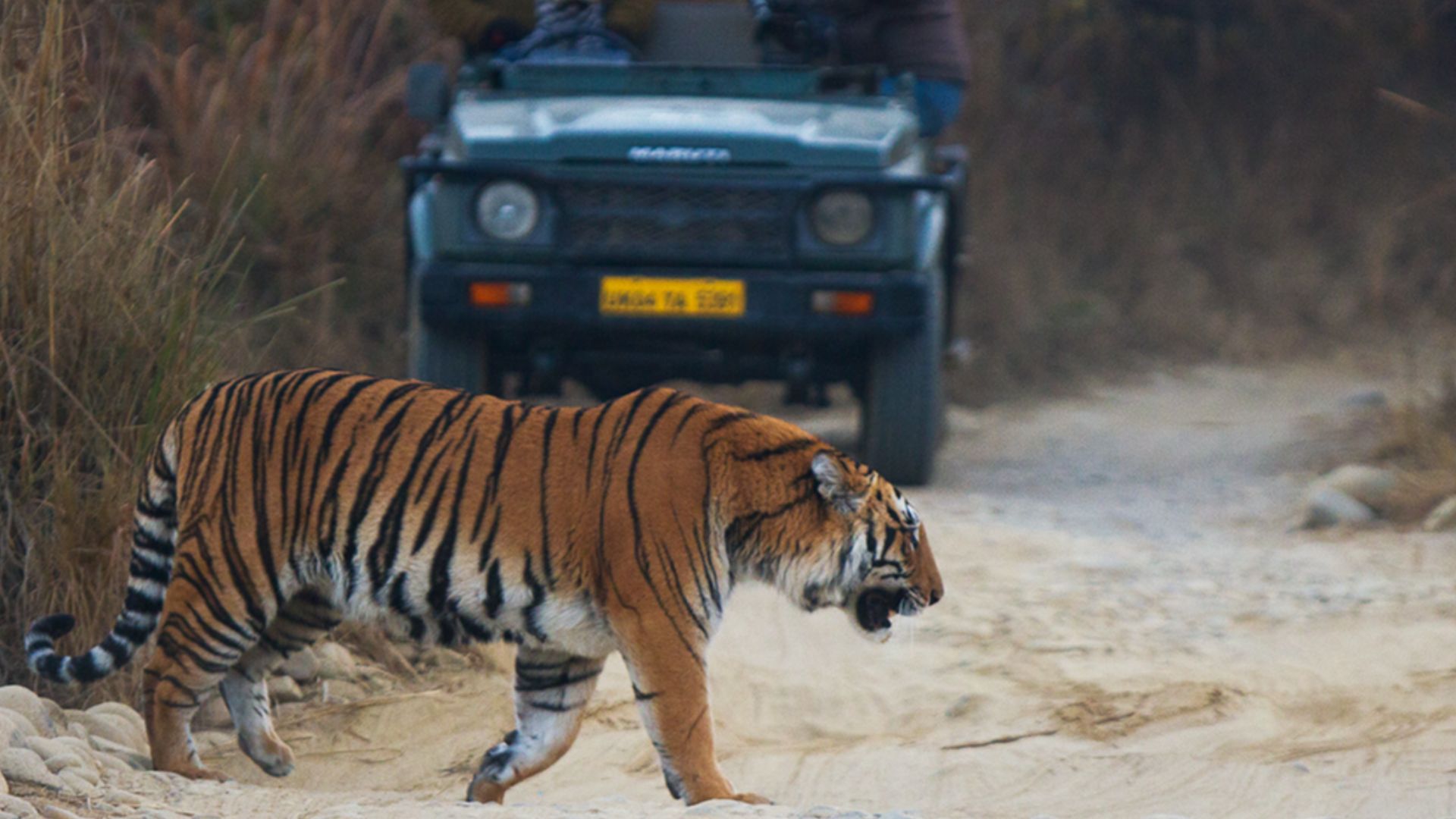 File:Filming of Bengal Tiger in Jim Corbett National Park.jpg