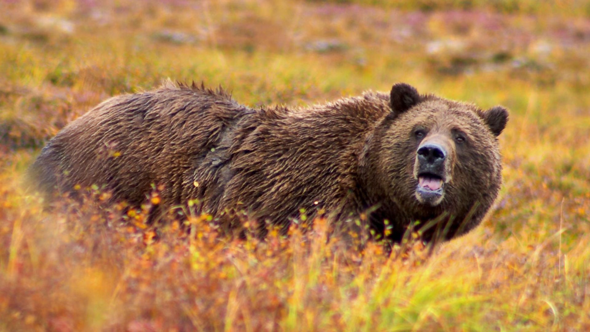 File:Grizzly Denali edit.jpg