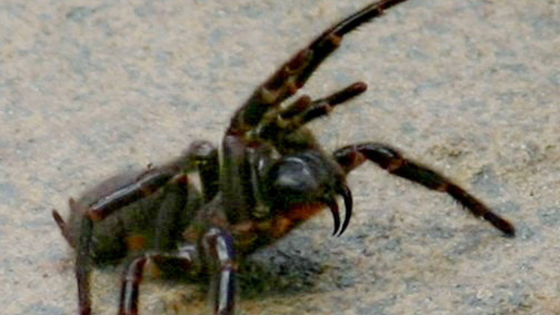 File:Atrax robustus.jpg