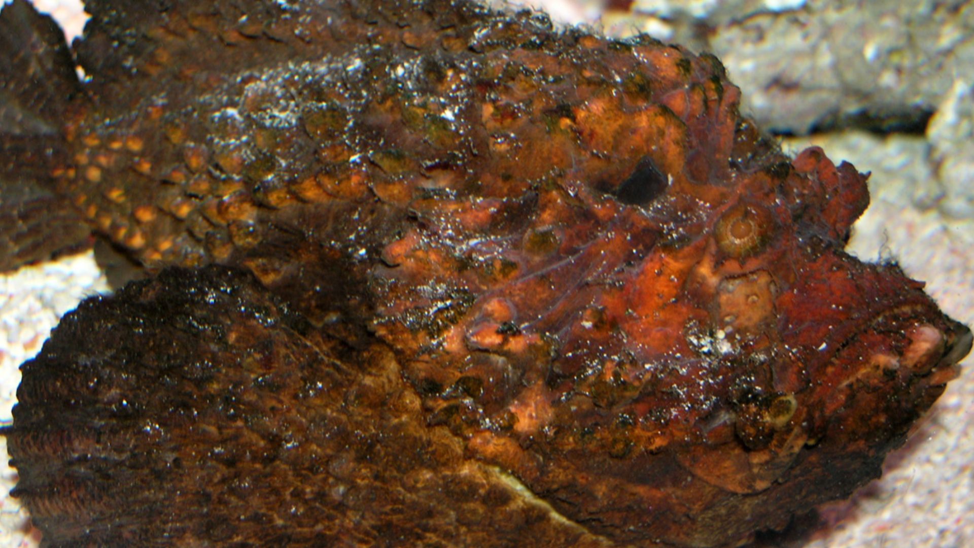 File:Stone Fish at AQWA SMC2006.jpg