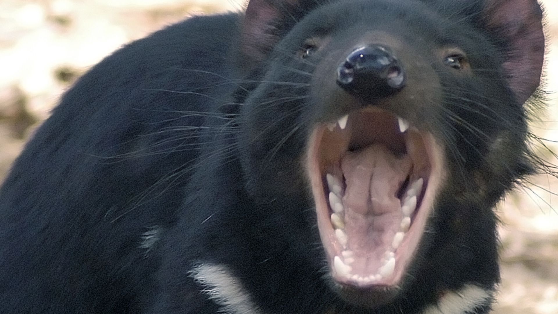 File:Tasdevil large.jpg