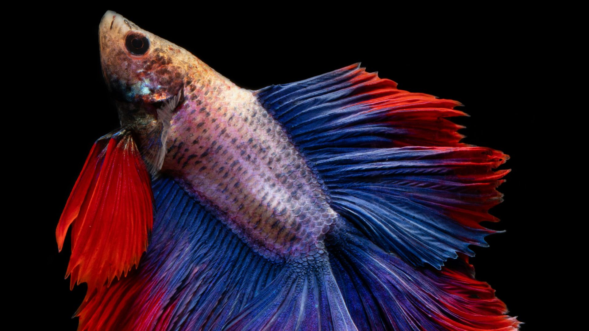 full-moon betta fish