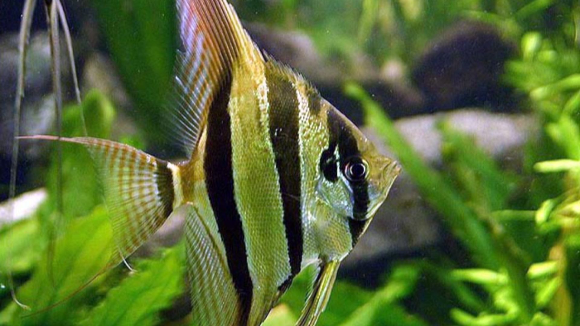 File:Pterophyllum altum.jpg