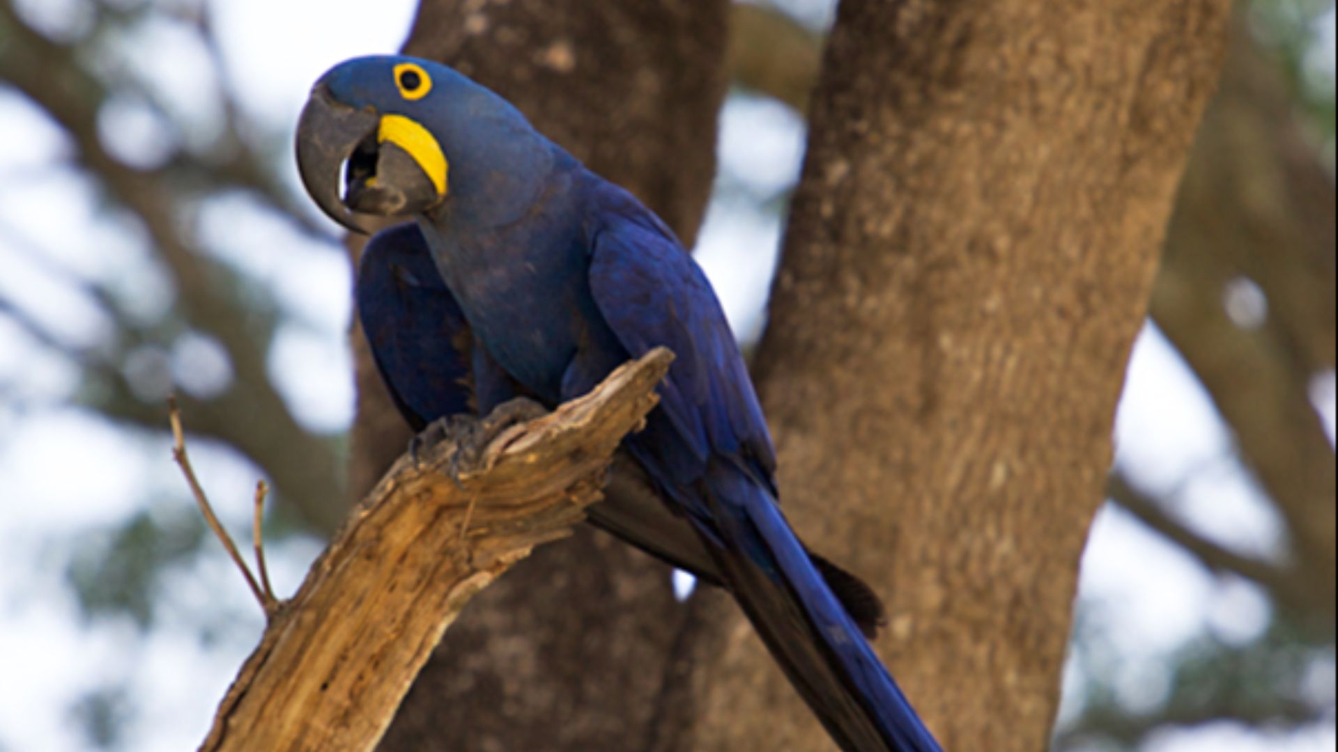 File:Anodorhynchus hyacinthinus -Mato Grosso -Brazil-8b.jpg