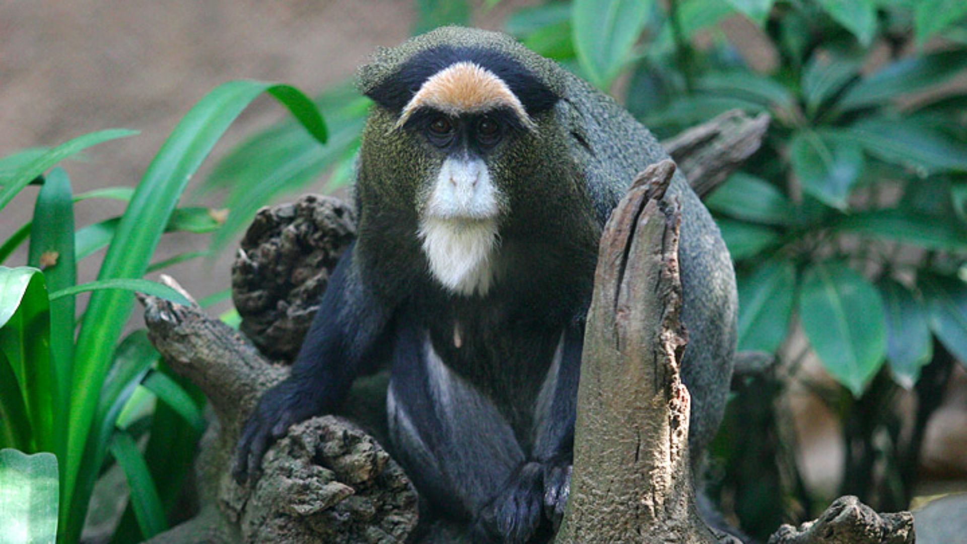 File:Lightmatter guenon.jpg