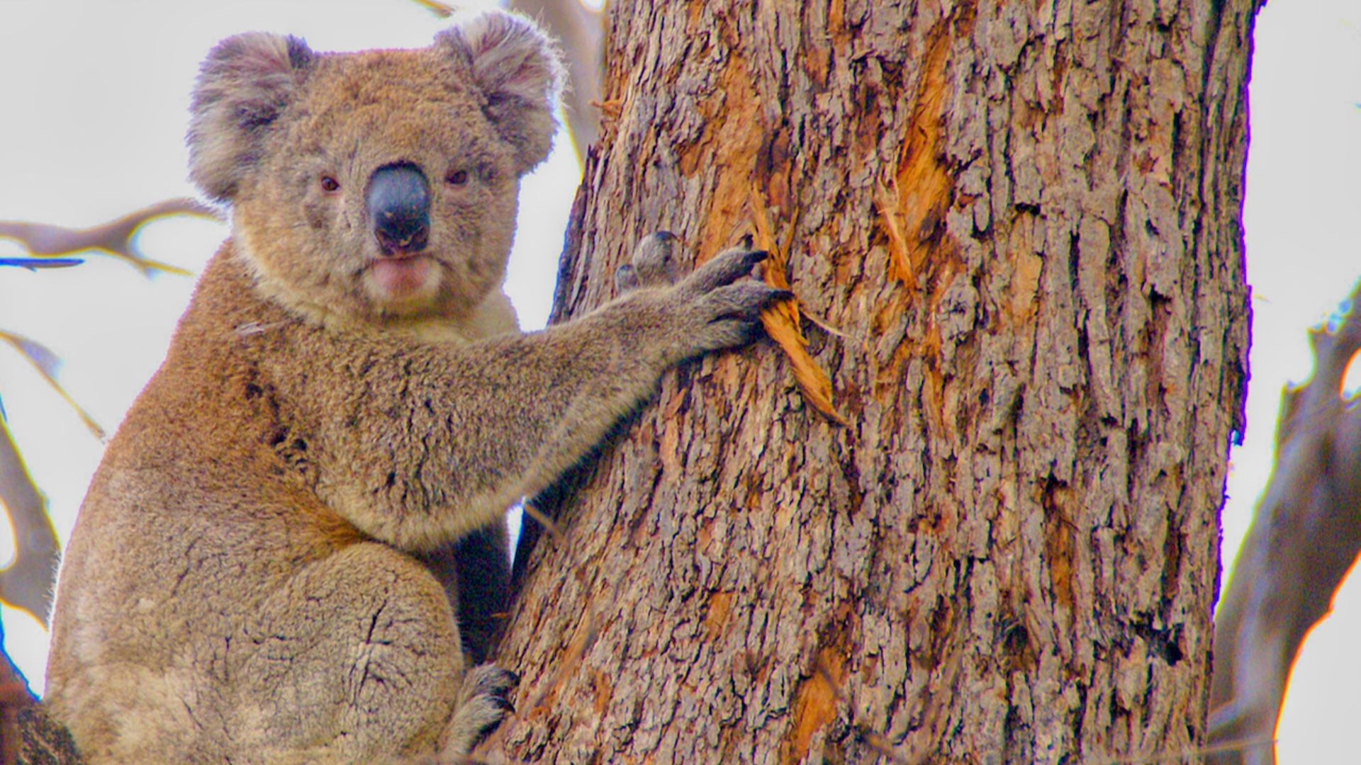 File:Koala on Kangaroo Island.jpg