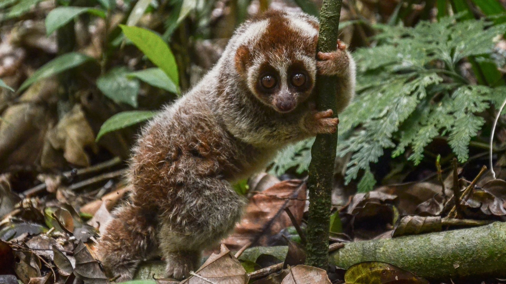 File:Primata Pemalu Kembali Ke Rimba.jpg