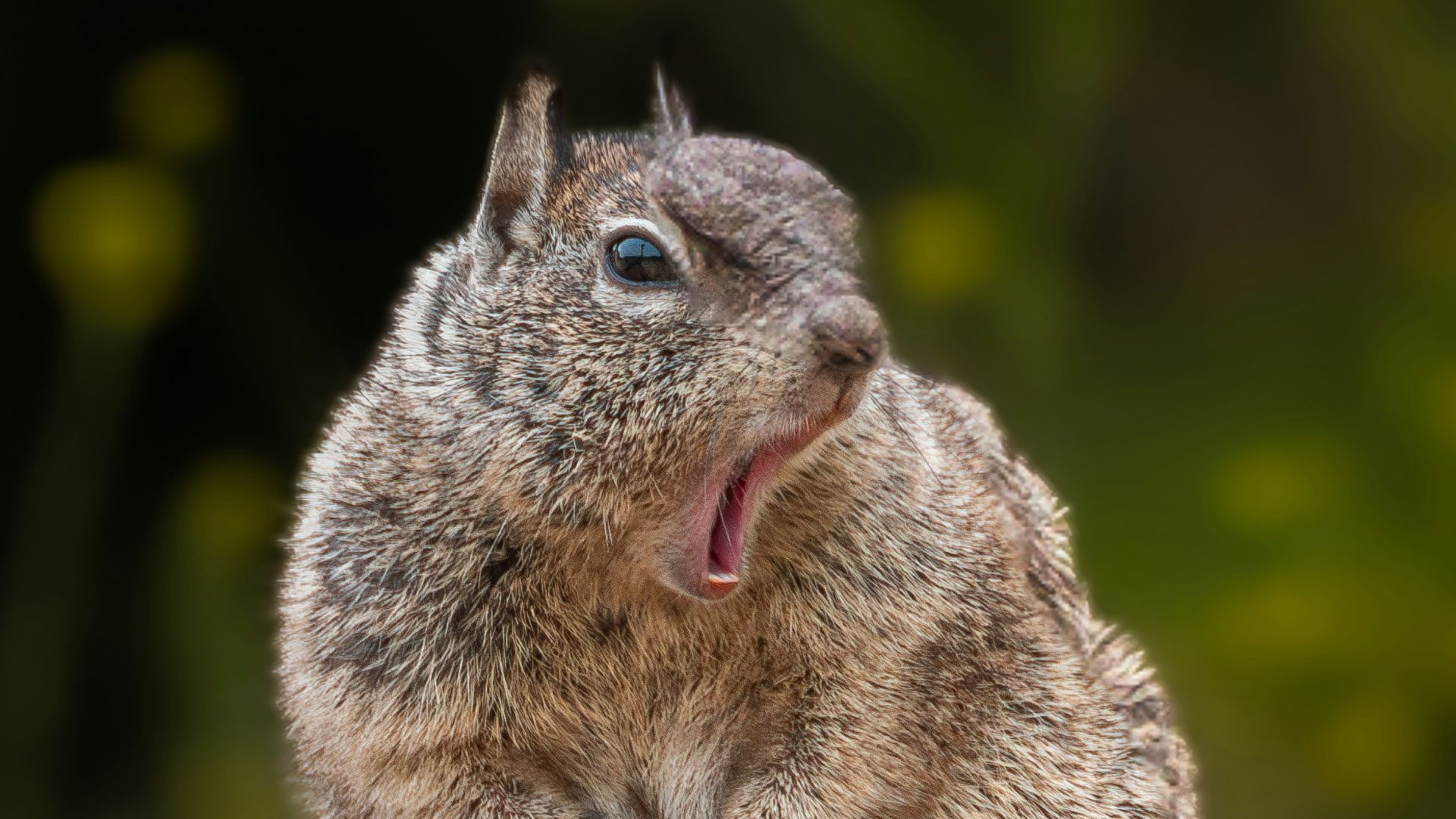 a small animal sitting on top of a cement wall