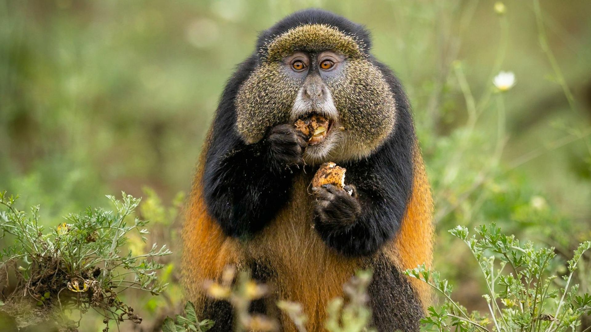 Florian Kriechbaumer