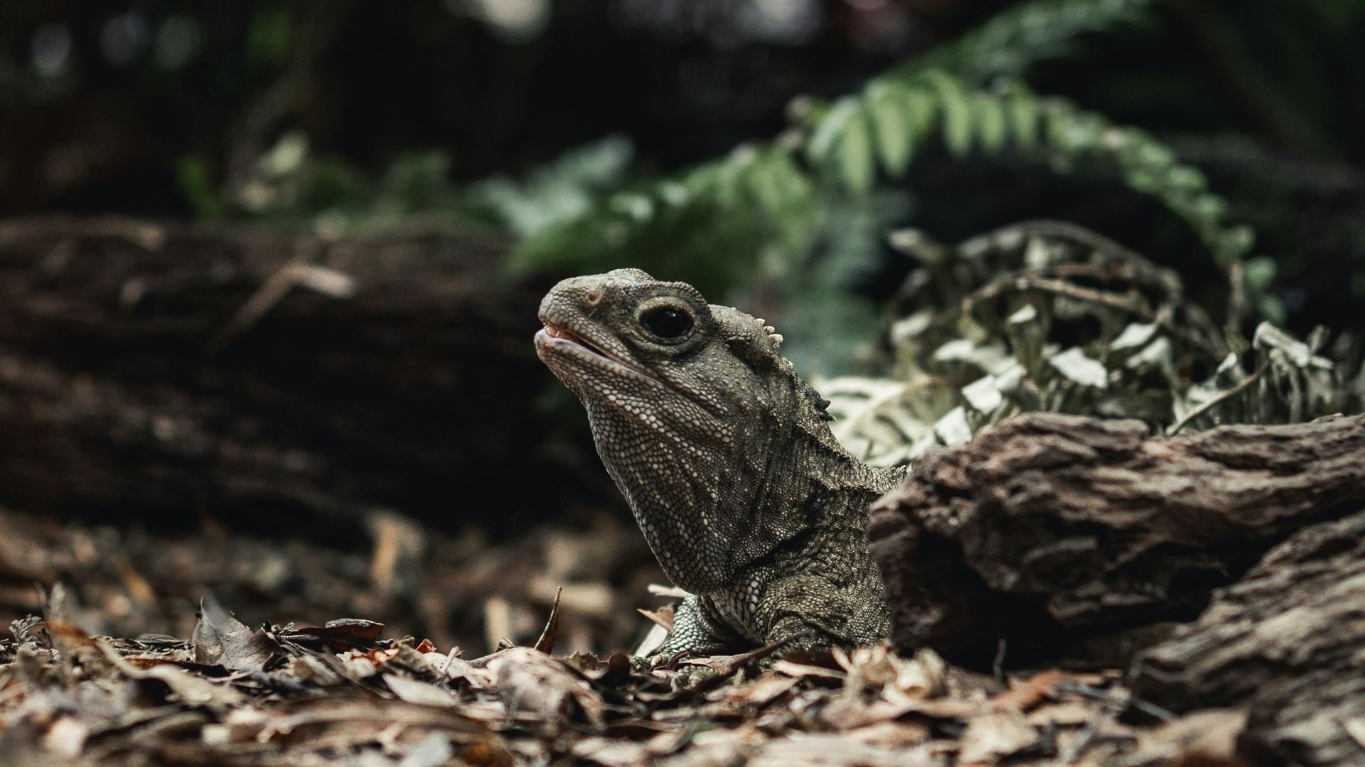 A small lizard sitting on top of a pile of leaves