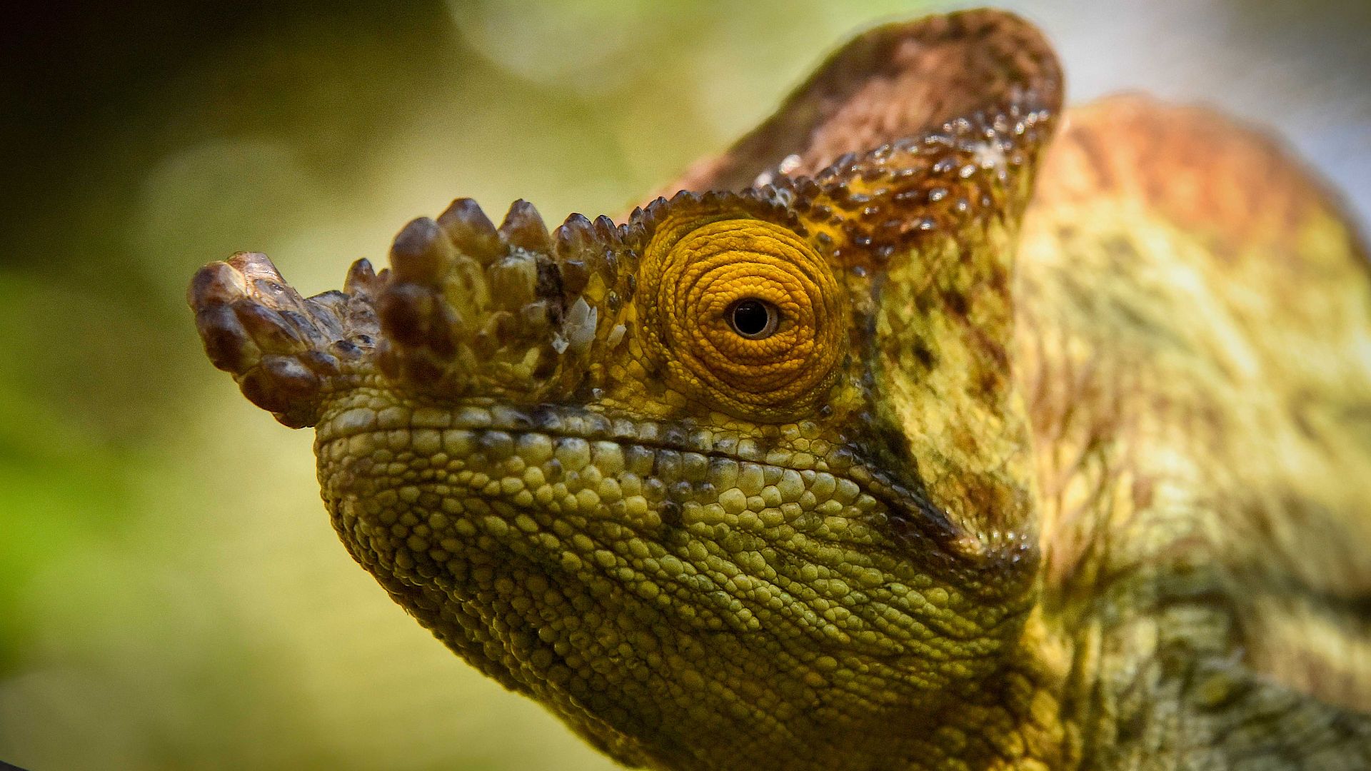 File:Chameleon, Madagascar (24242260536).jpg