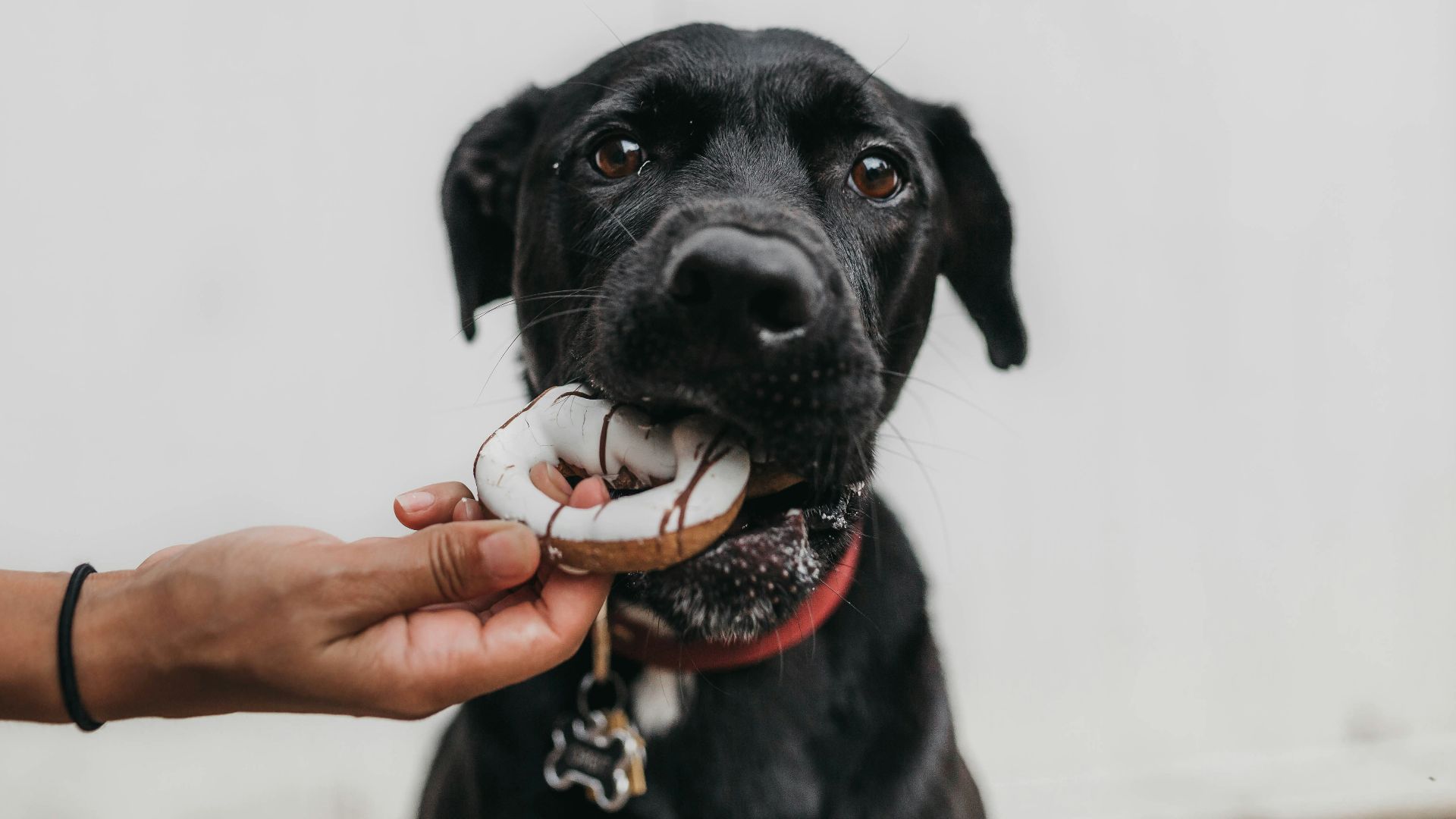 puppy biting brown toy while person grabbing it