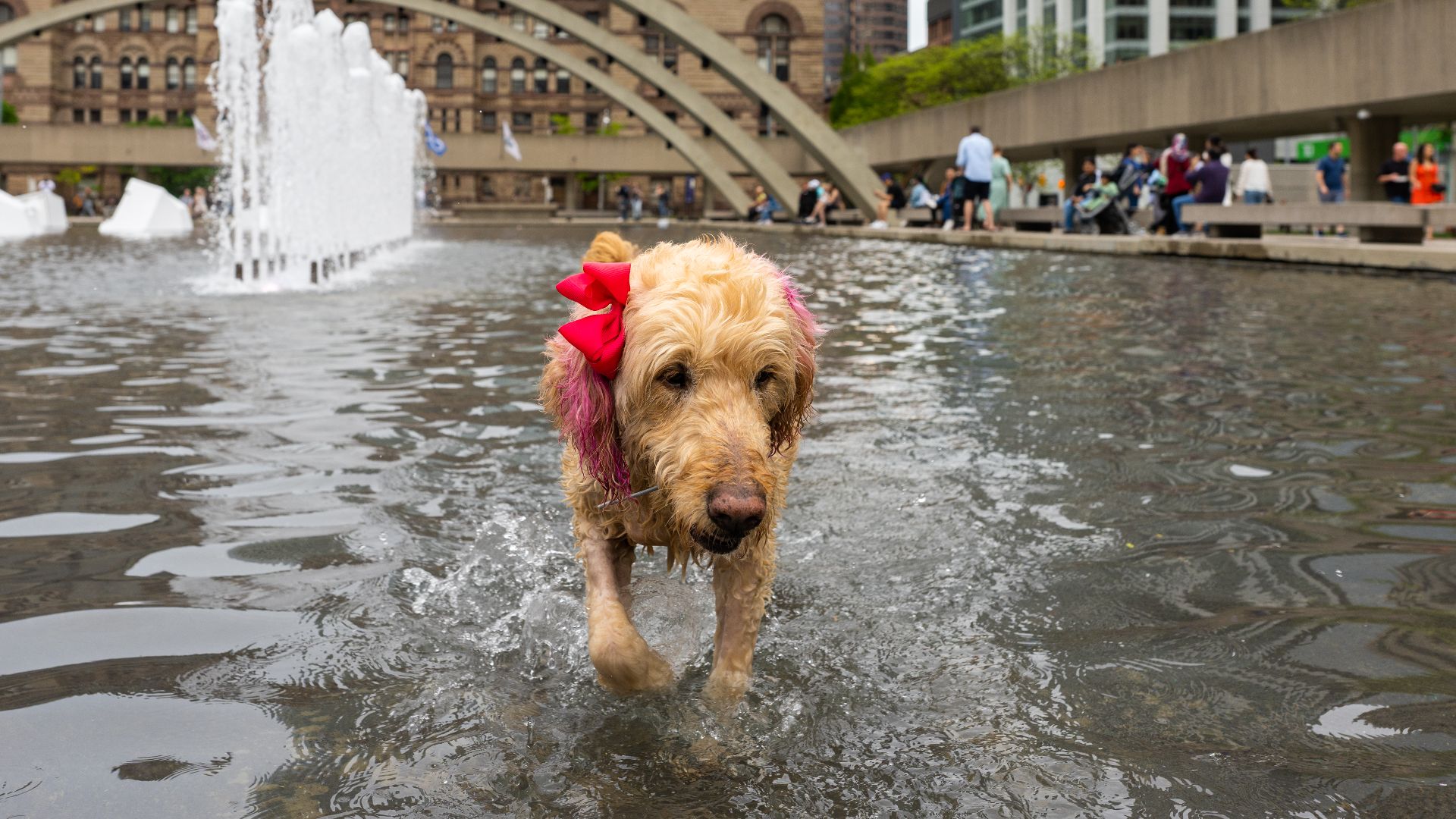File:A dog plays in the water - Nathan Phillips Square.jpg