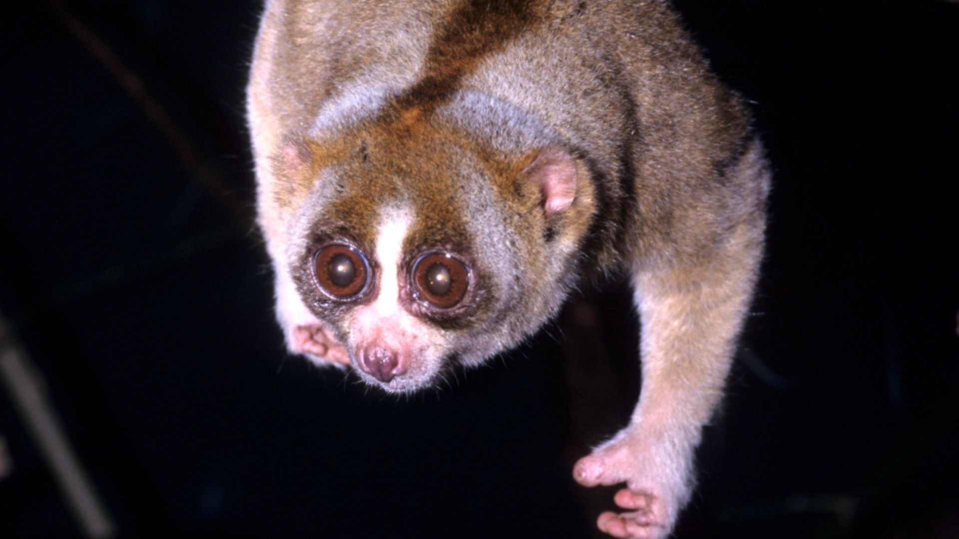 File:Nycticebus coucang 002.jpg