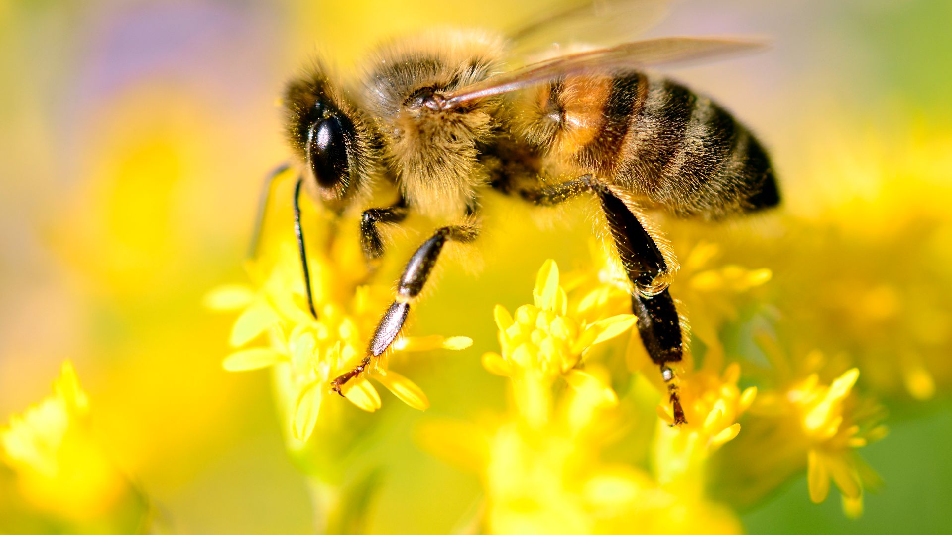 File:Worker bee.jpg