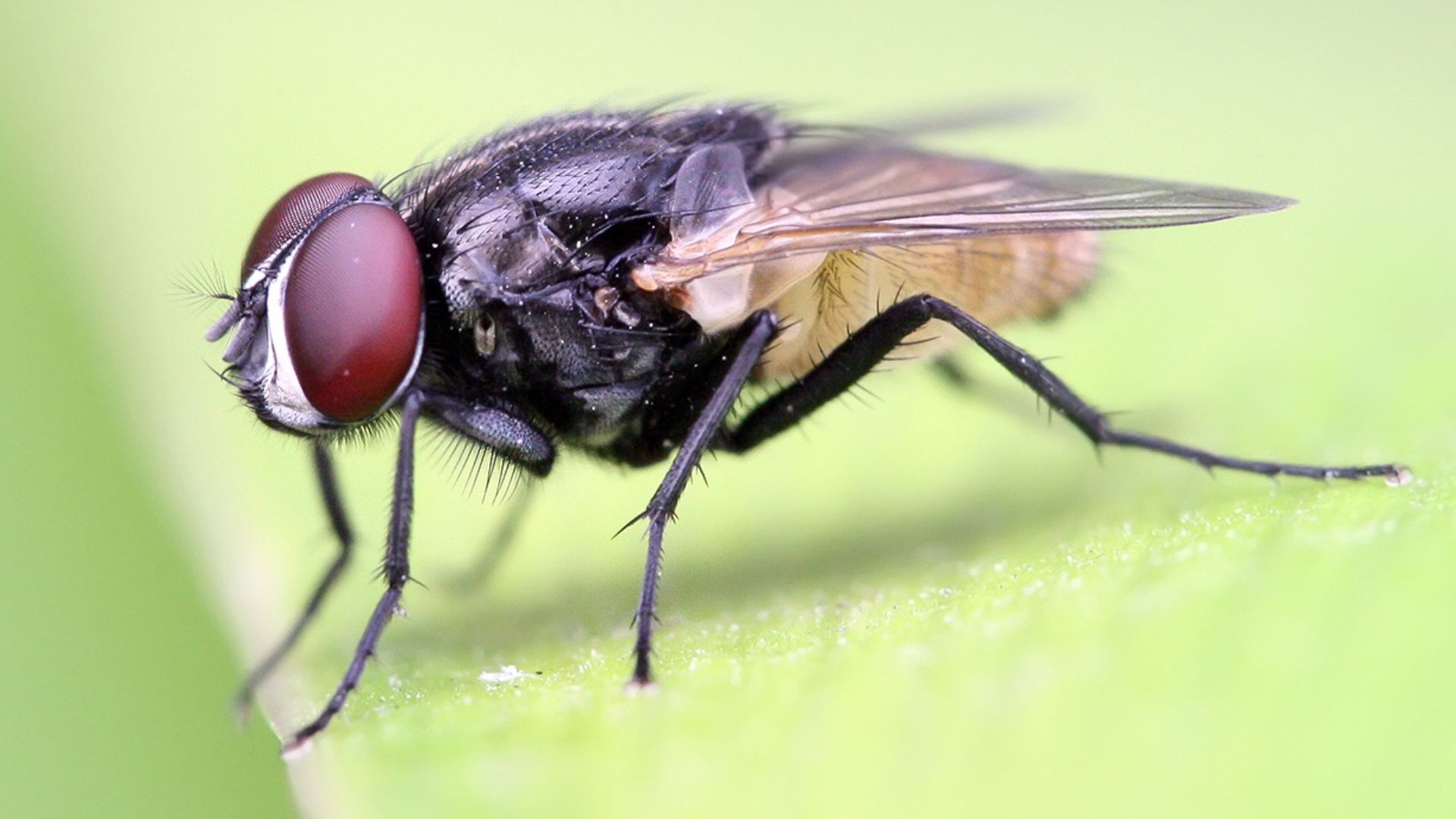 File:Housefly on a leaf crop.jpg